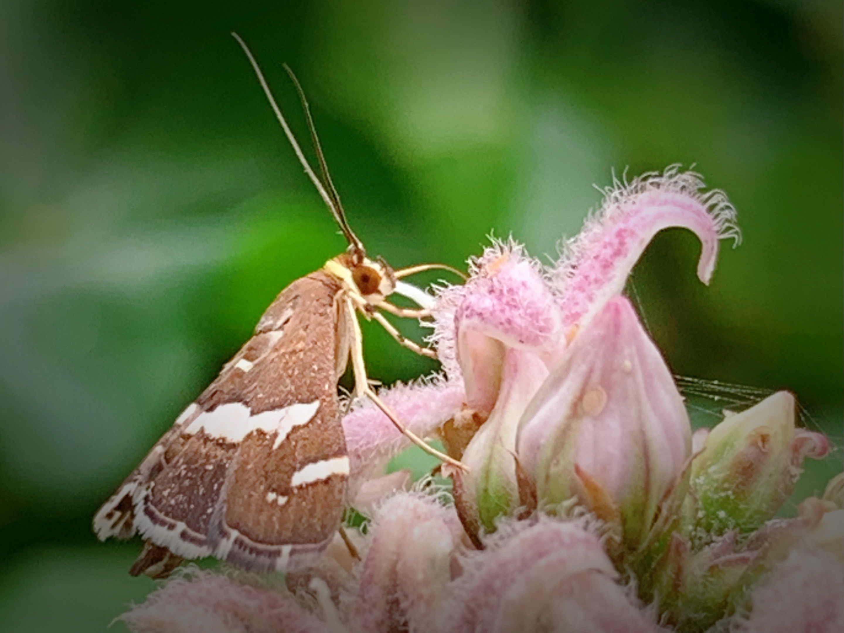 你的身体更粗短 你的色彩更灰暗 蝶有破茧成蝶的美谈 你有飞蛾扑火的