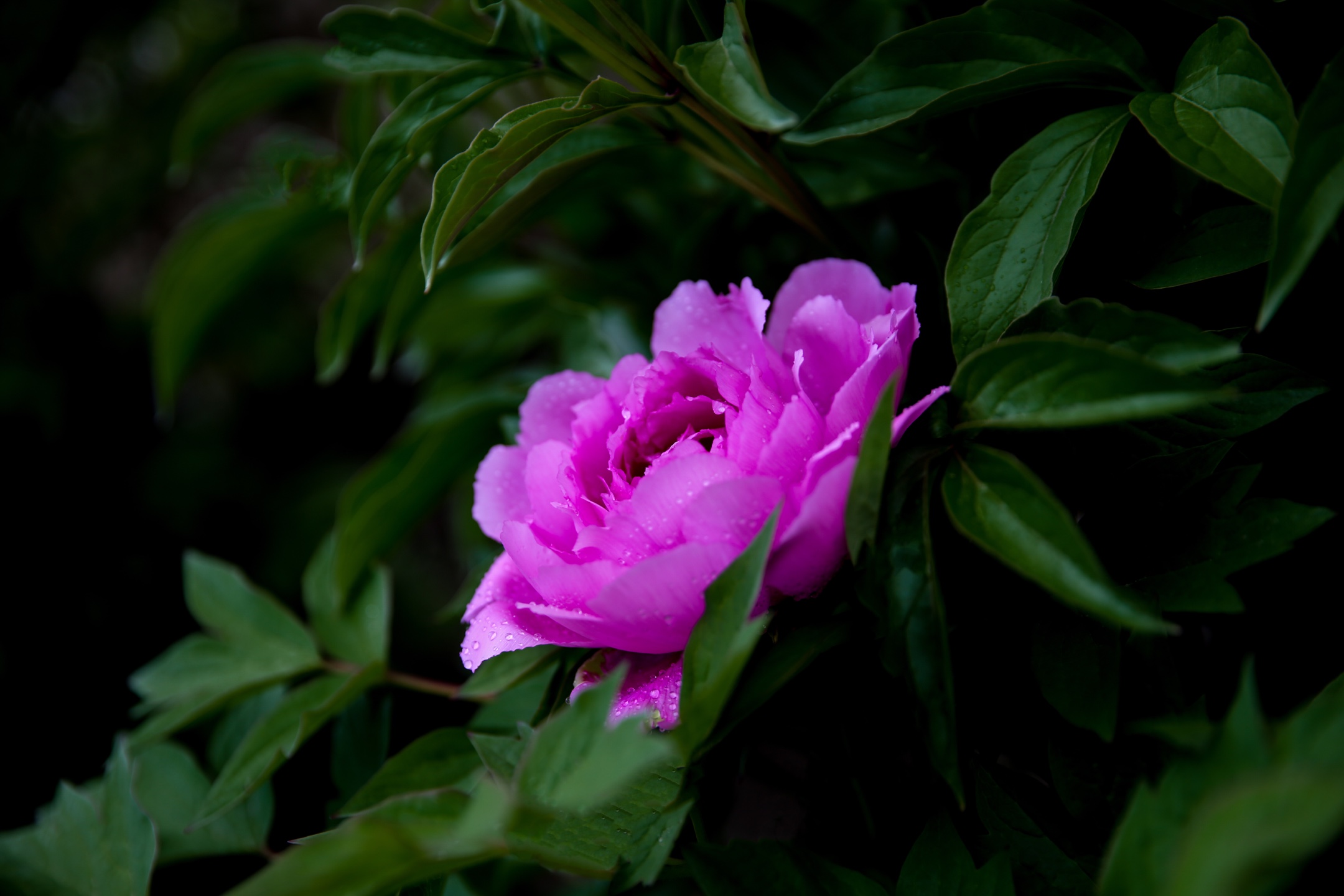 花卉摄影