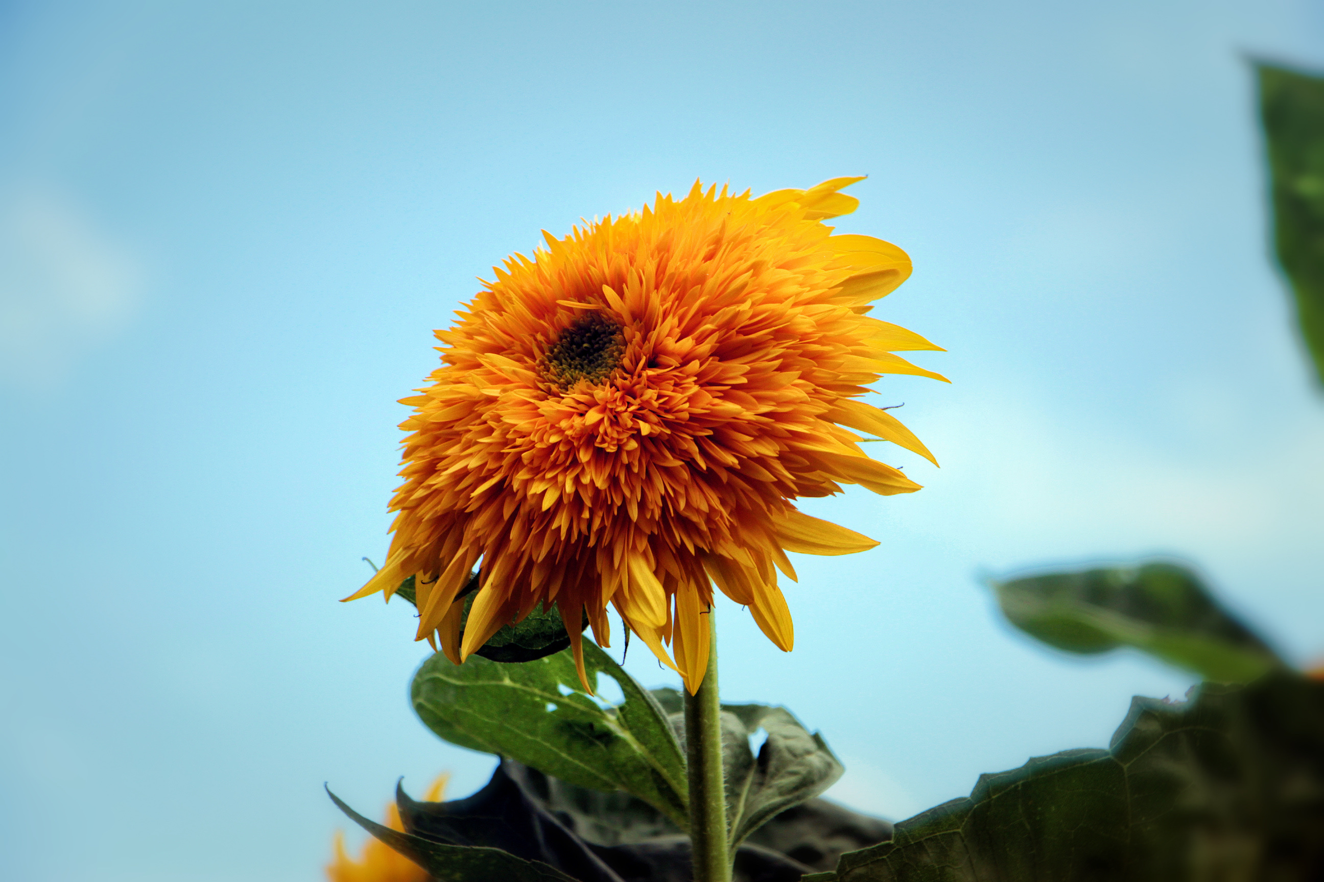 【首发】朝阳花