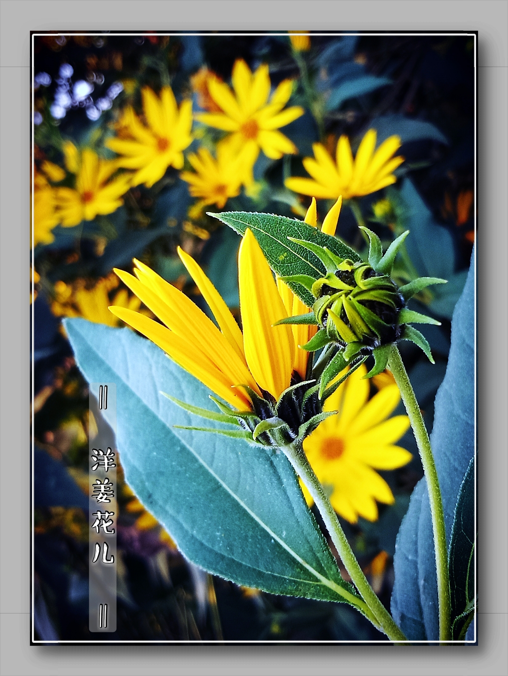 途遇◎洋姜花.[首发]