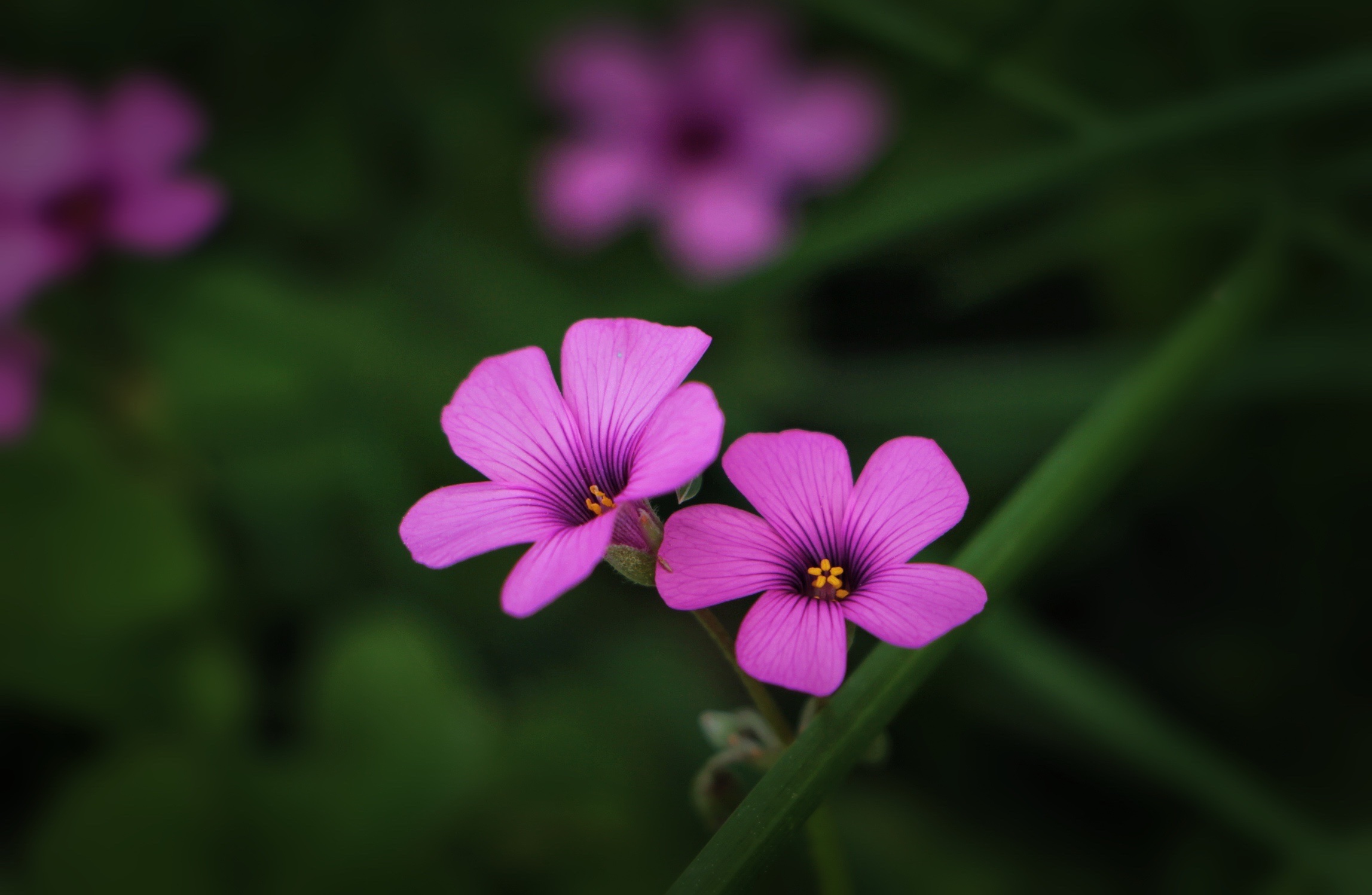【首发】红花酢浆草