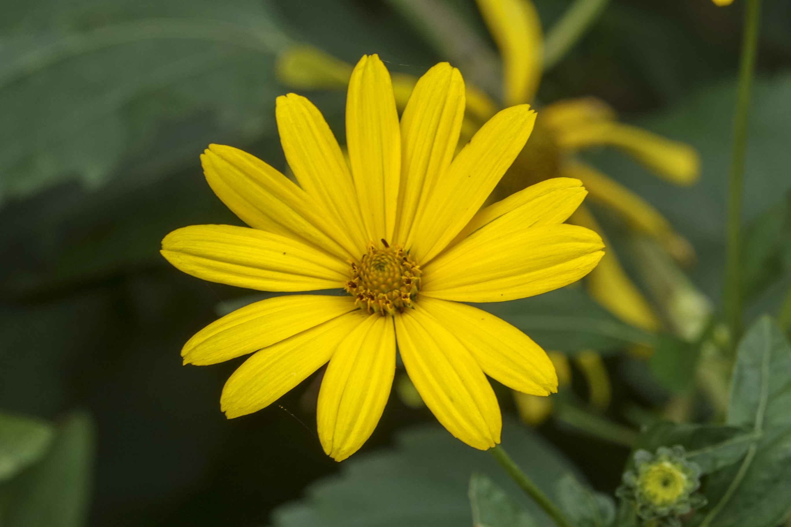 【首发】菊芋花