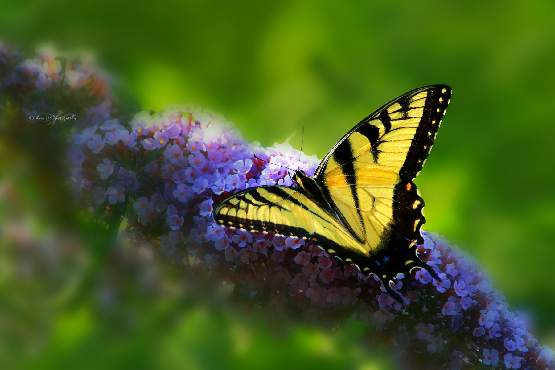 【首发】 西部虎凤蝶