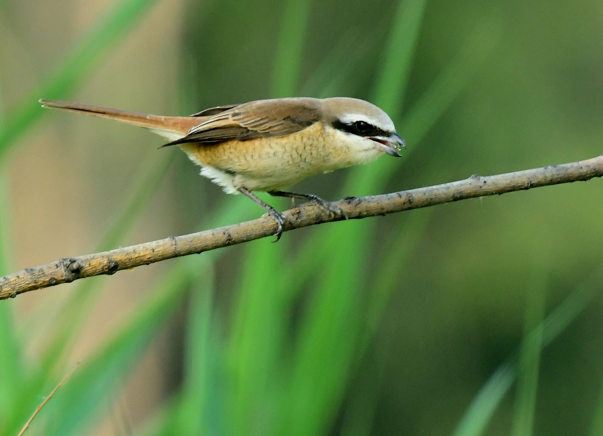 红尾伯劳鸟【首发】