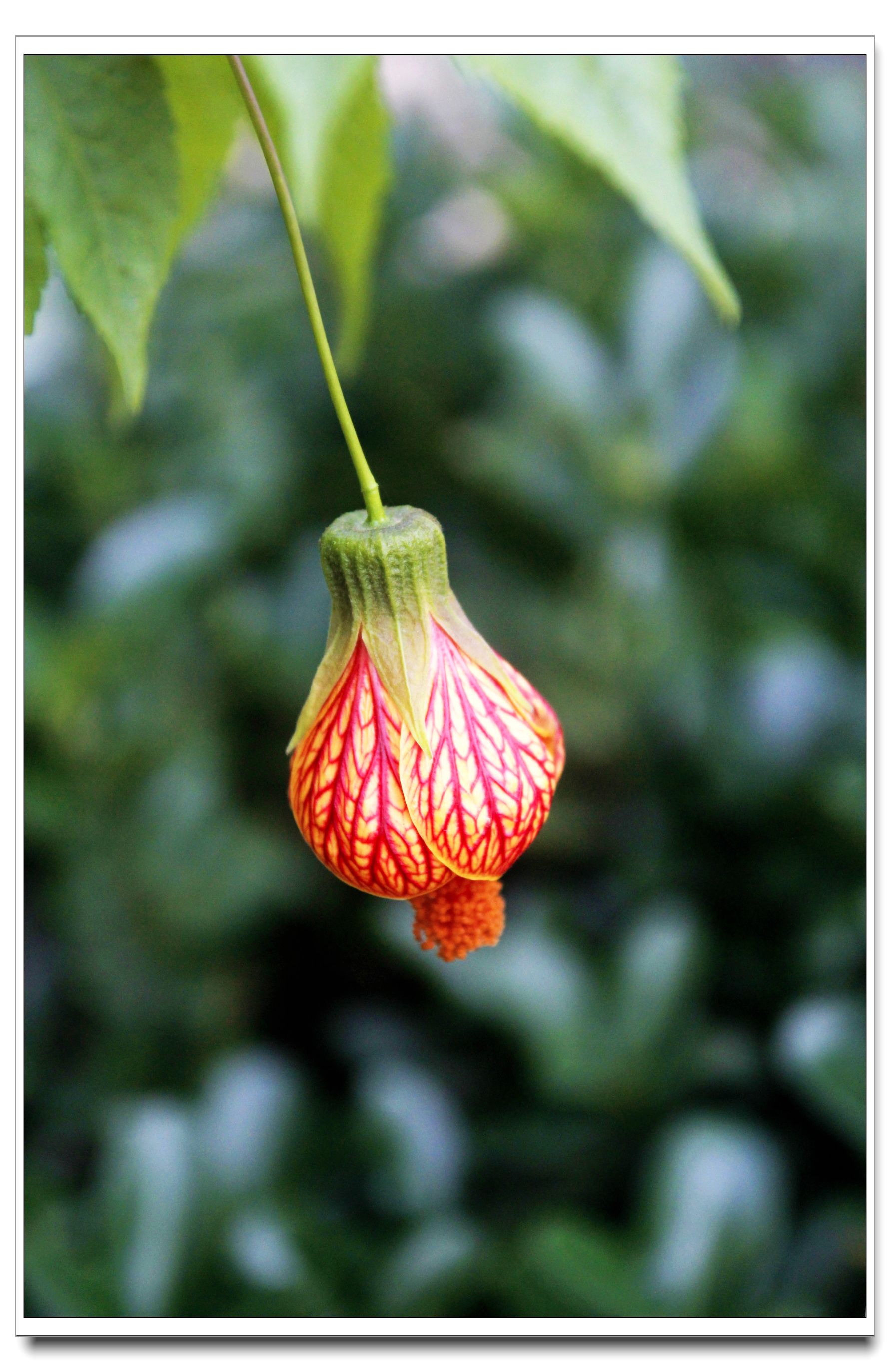 金铃花(金铃花是什么科)