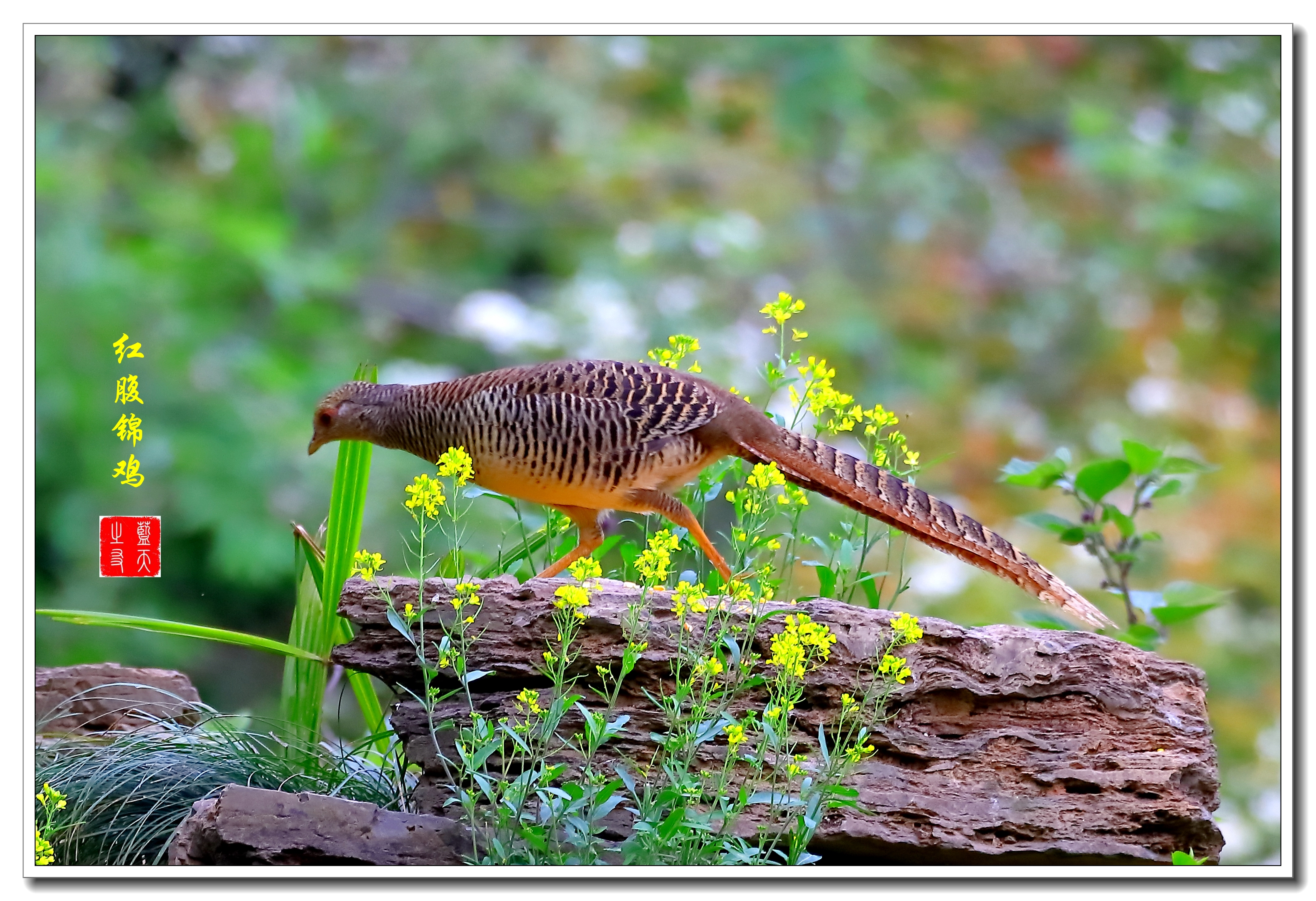 【首发】母鸡之美红腹锦鸡