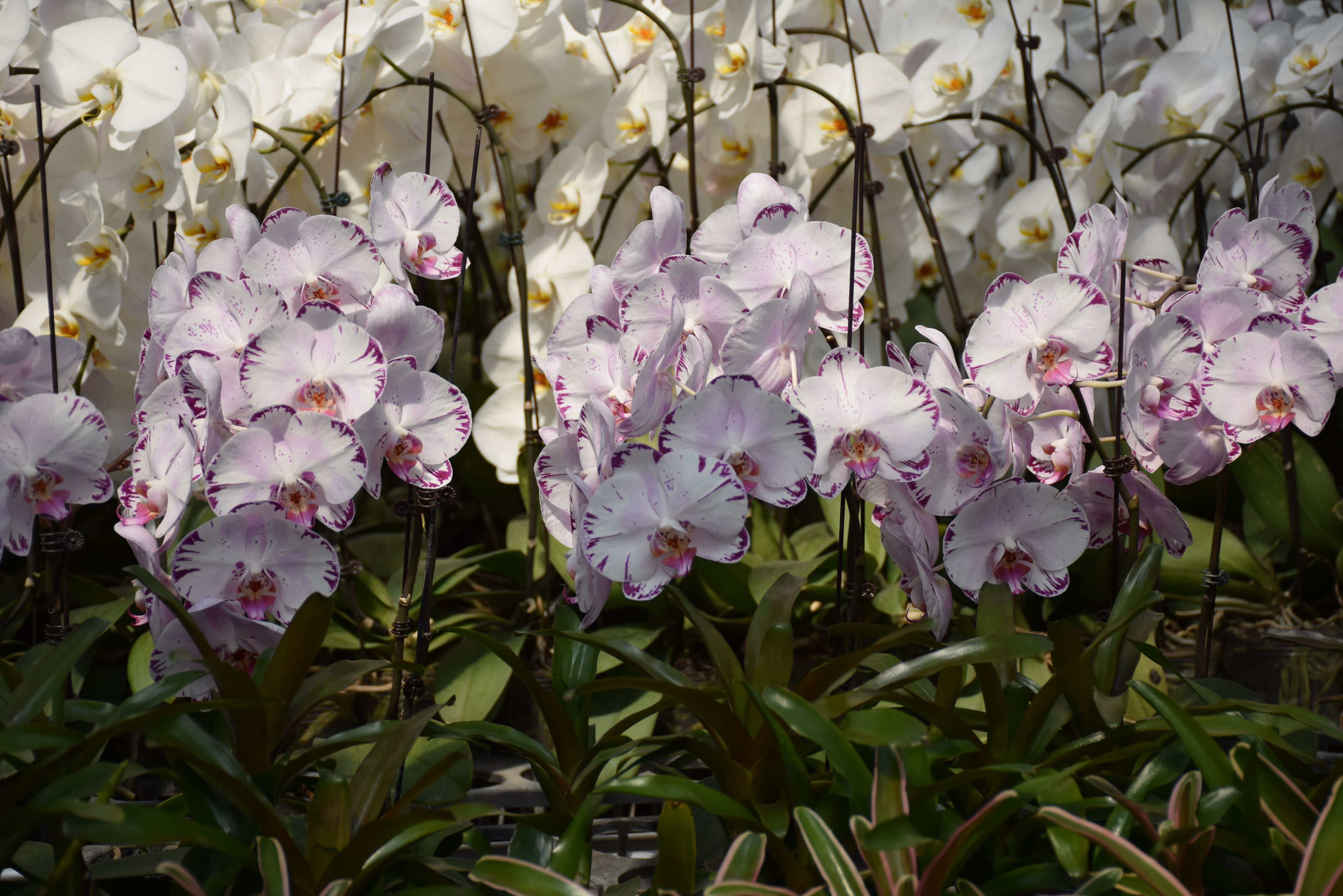 吊着生长西红柿树,科技无所不能,茄子,辣椒,也能成为多年的树本植物