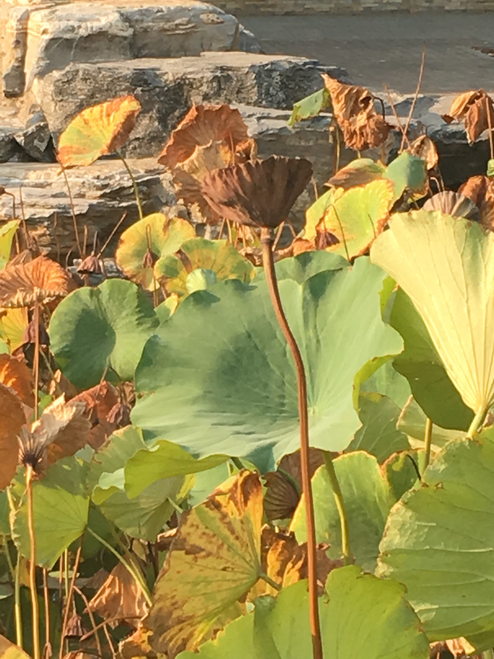 看一片落葉渲染了秋色一季落花滄桑了流年