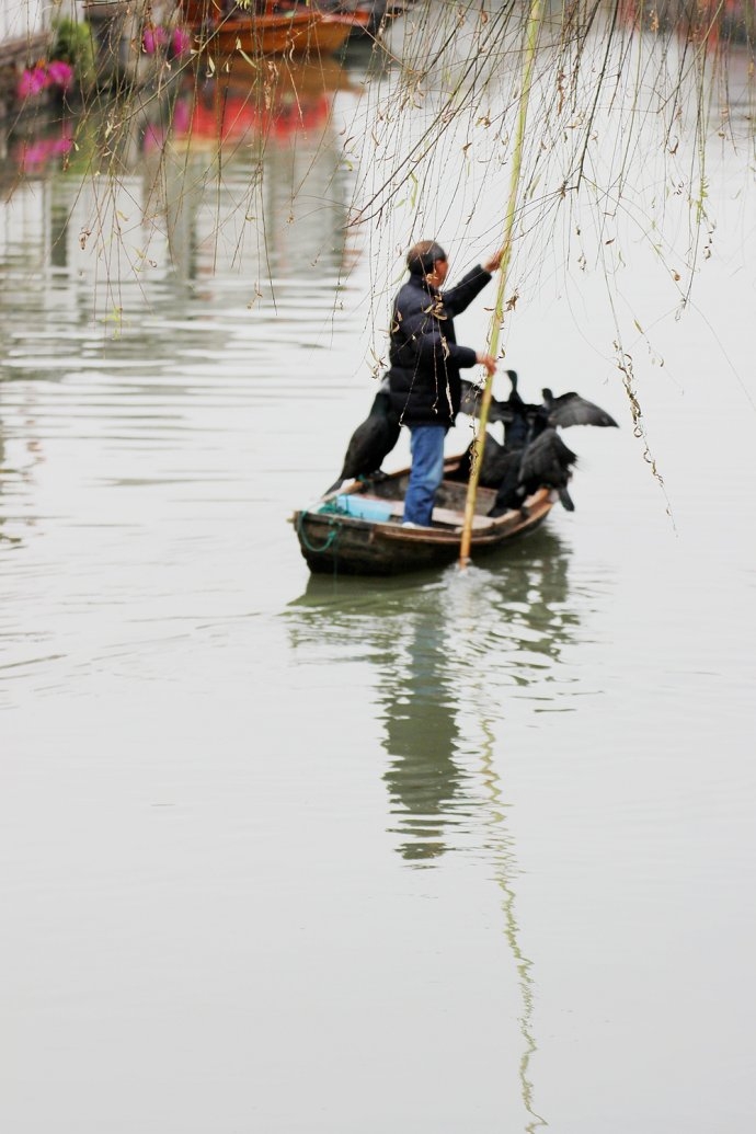 鸬鹚,也叫鱼鹰,俗称"罗罗鸟",当地人又称之为捉鱼鸟.