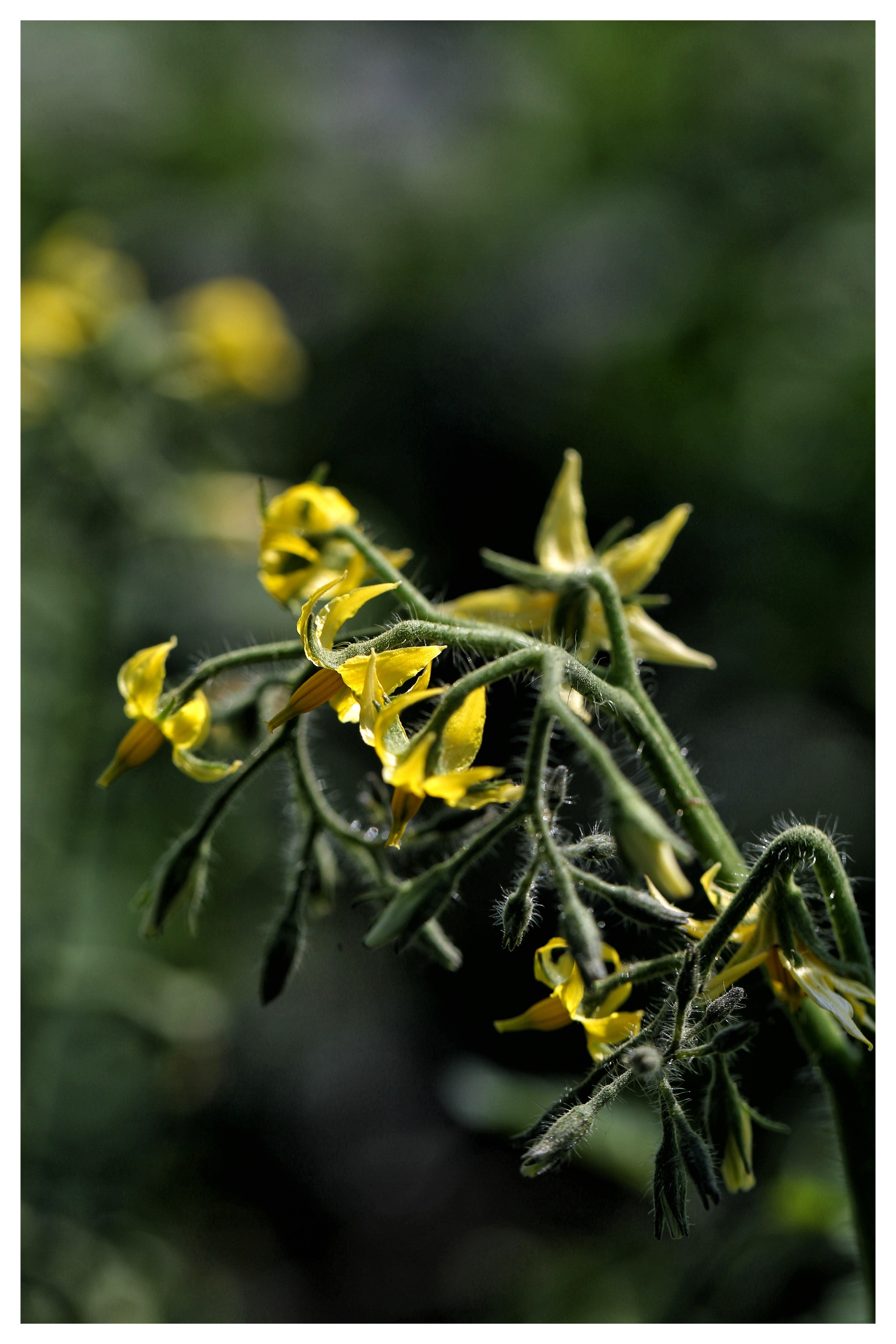 浅夏的蔬菜开花啦