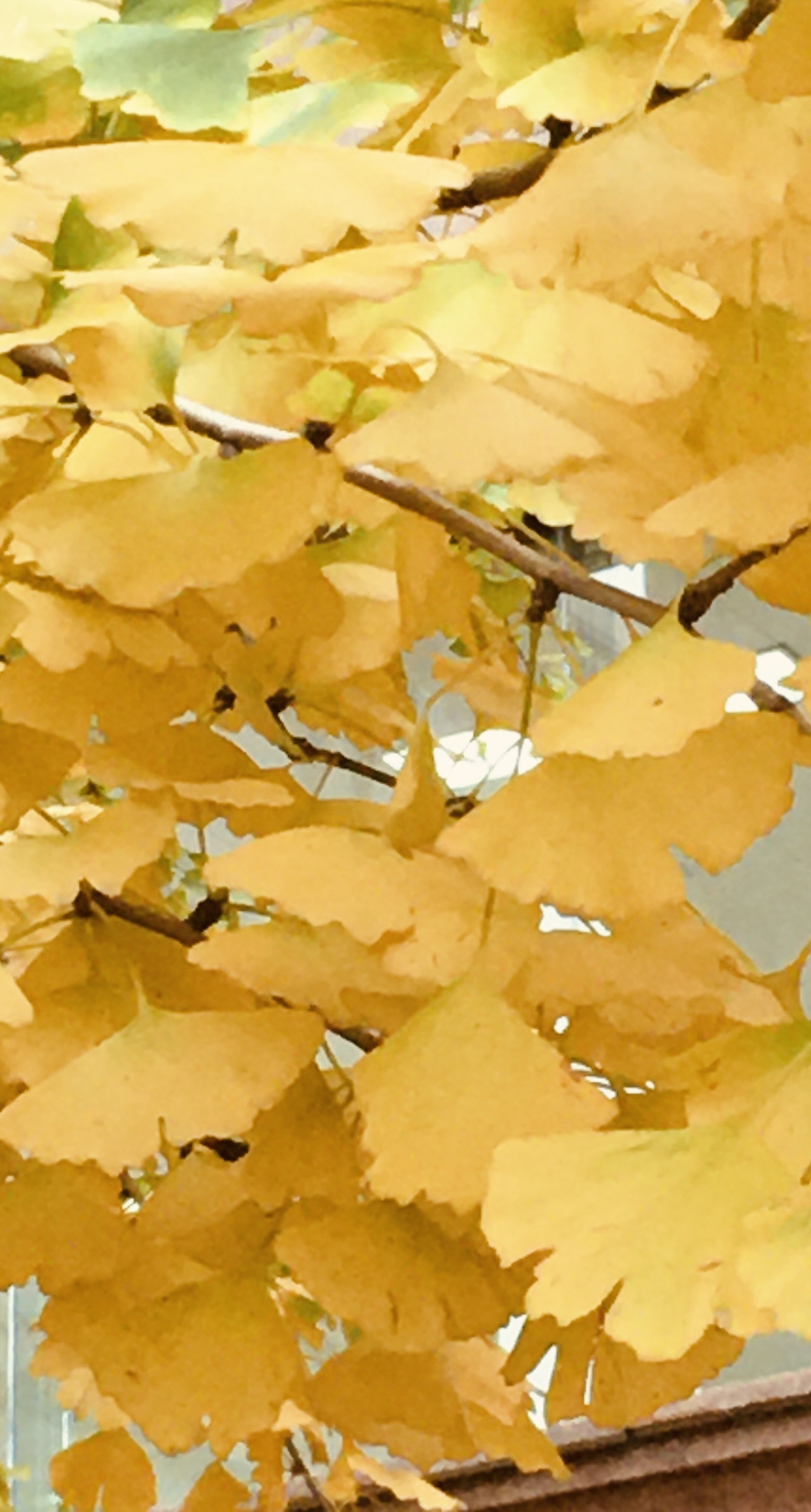 11月6日,在办公楼西侧拍的素颜银杏树.