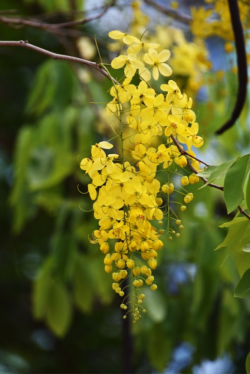 首发〕花开半夏.腊肠树