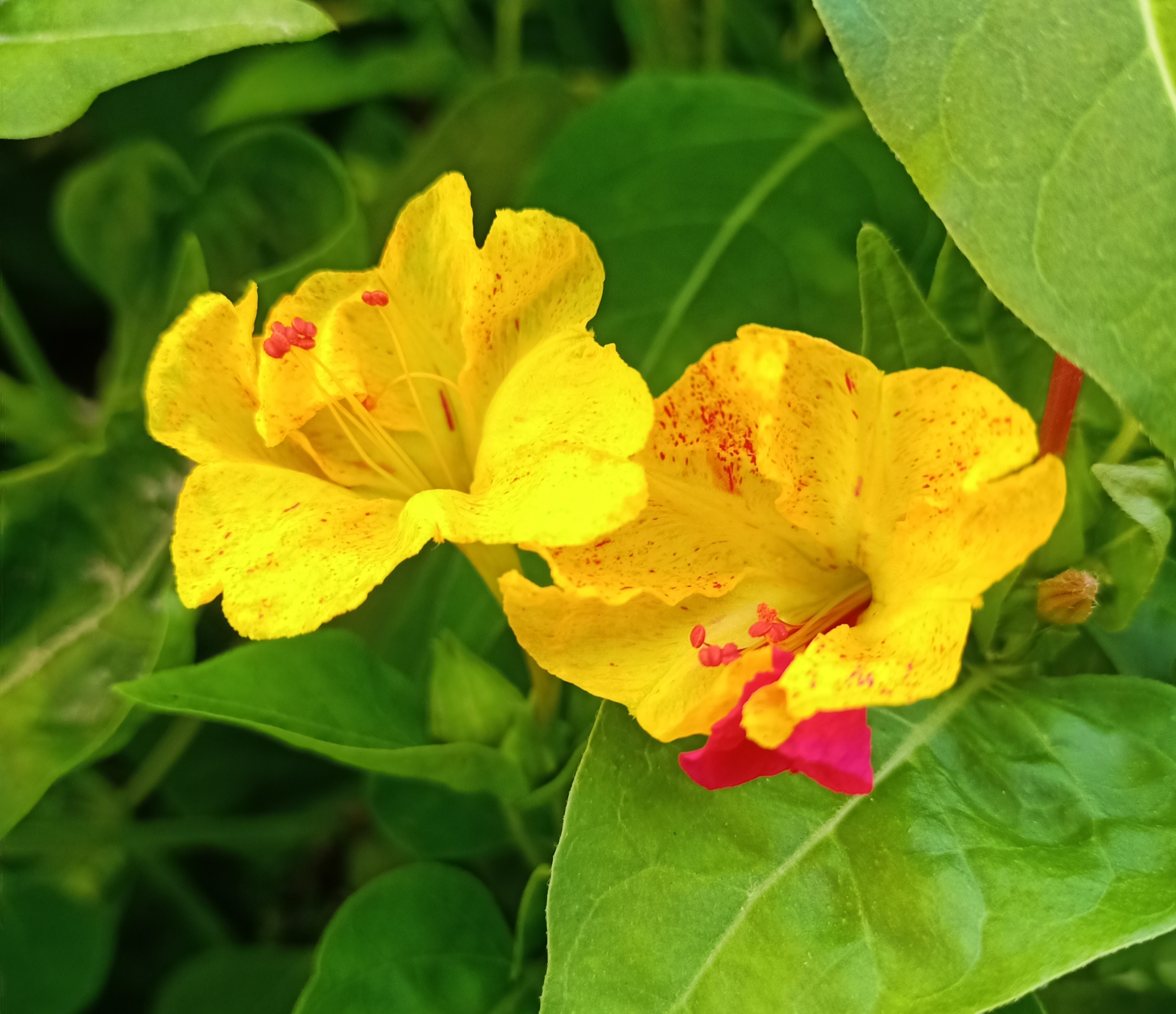 黄色的地雷花【首发】