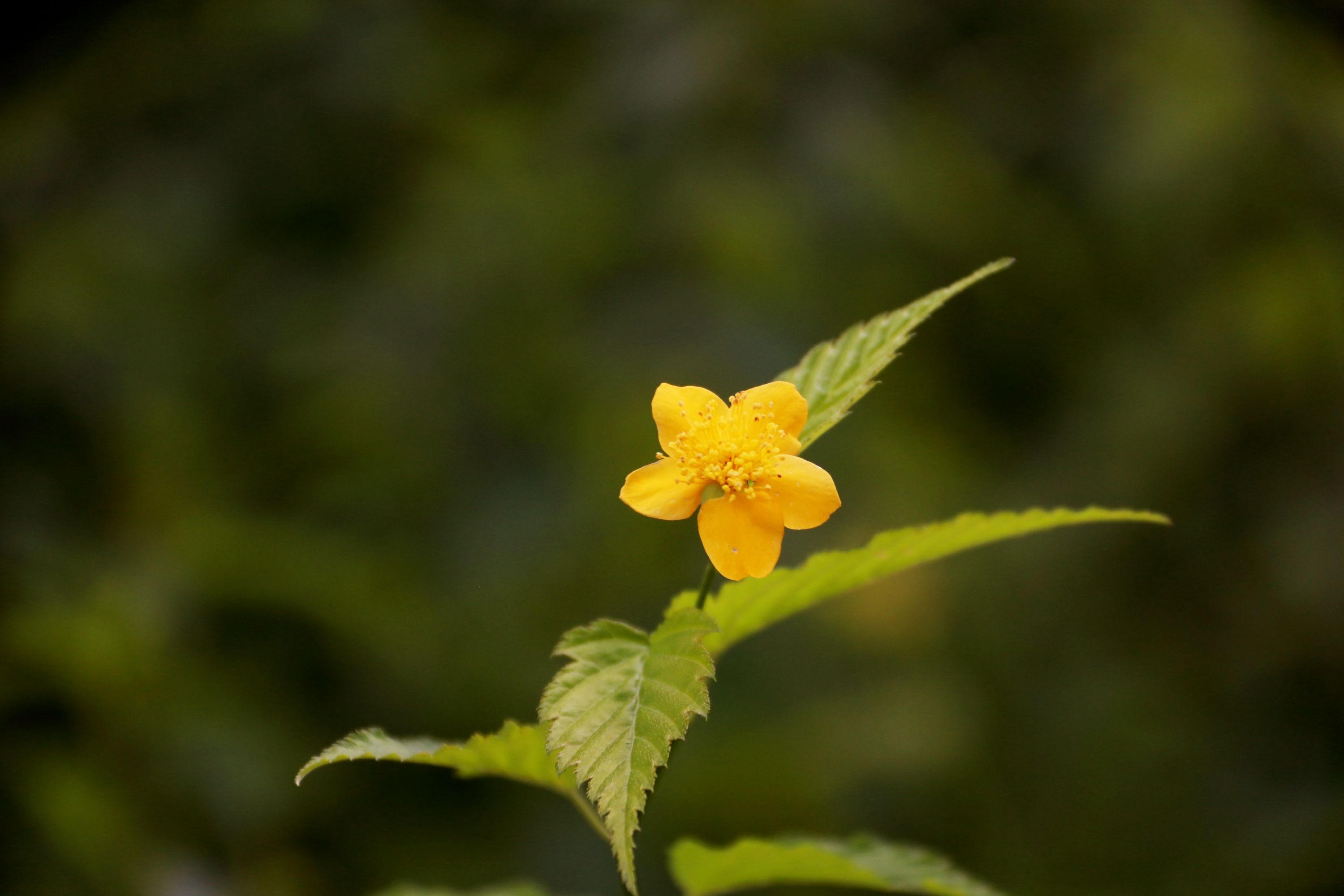 棣棠花【首发】