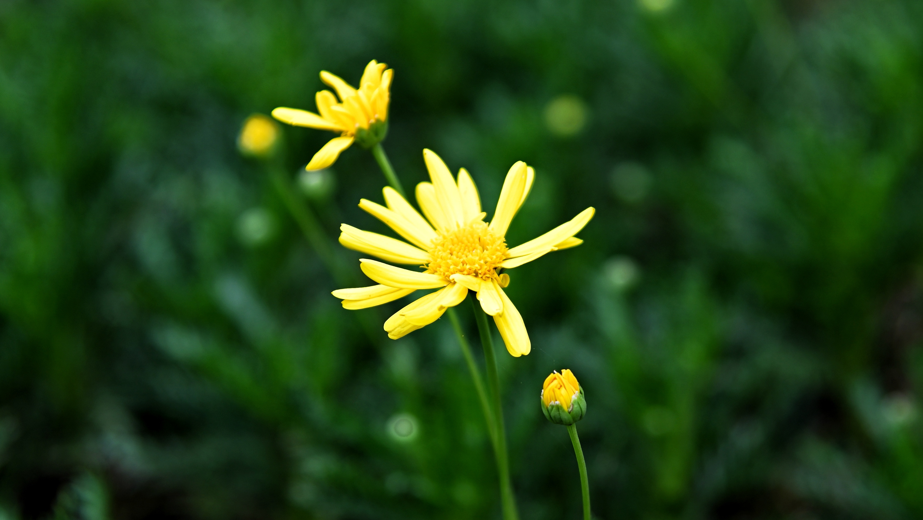 黄金菊《首发》