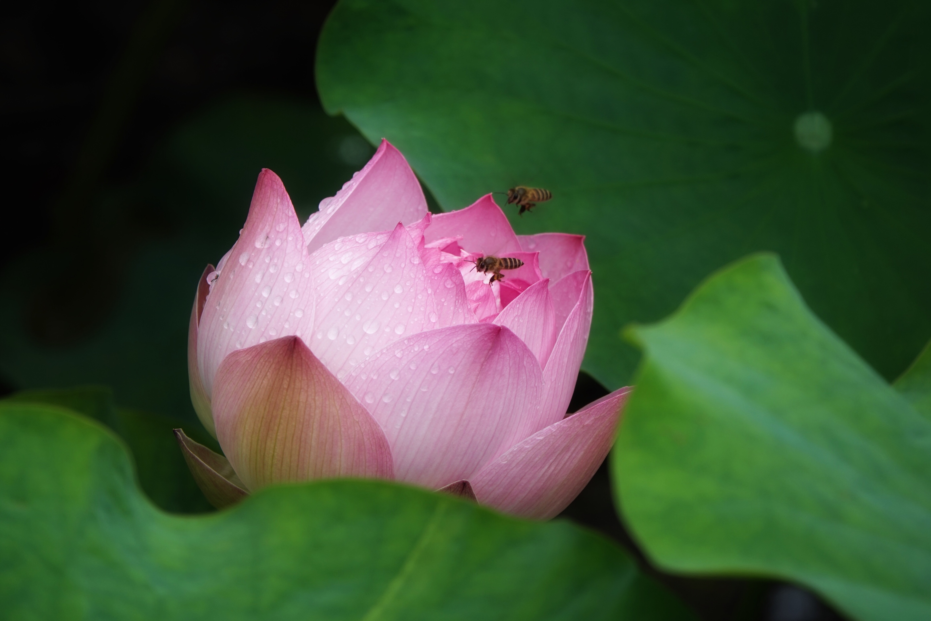 拍摄制作:曦月 诗词创作:王广林 含羞含姣,清水芙蓉窈窕 碧池边 莲叶