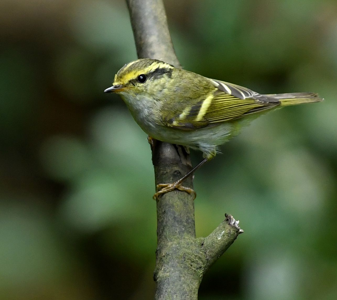 黄腰柳莺【首发】