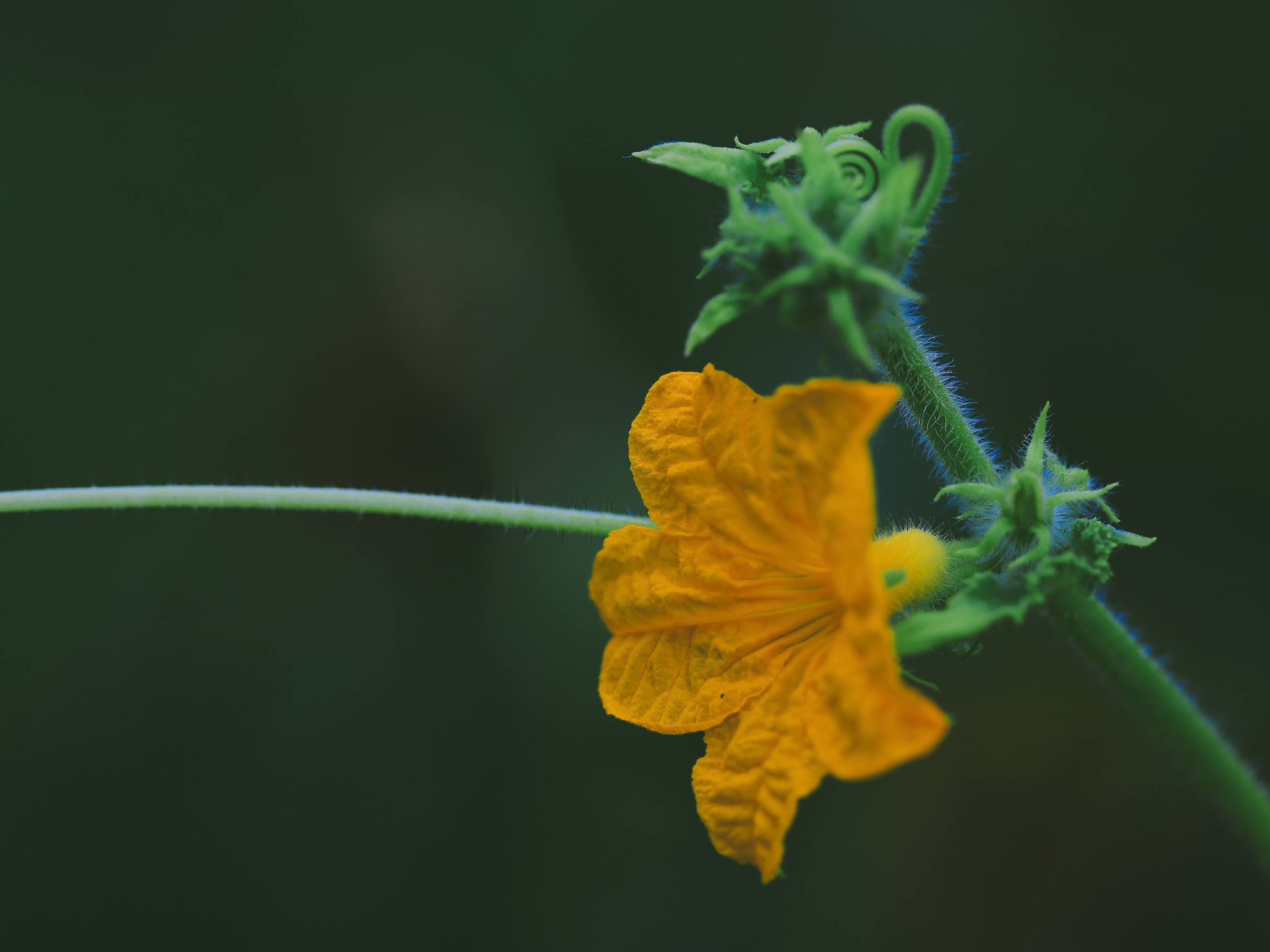 【首发】娇小别致的花 ——黄瓜花