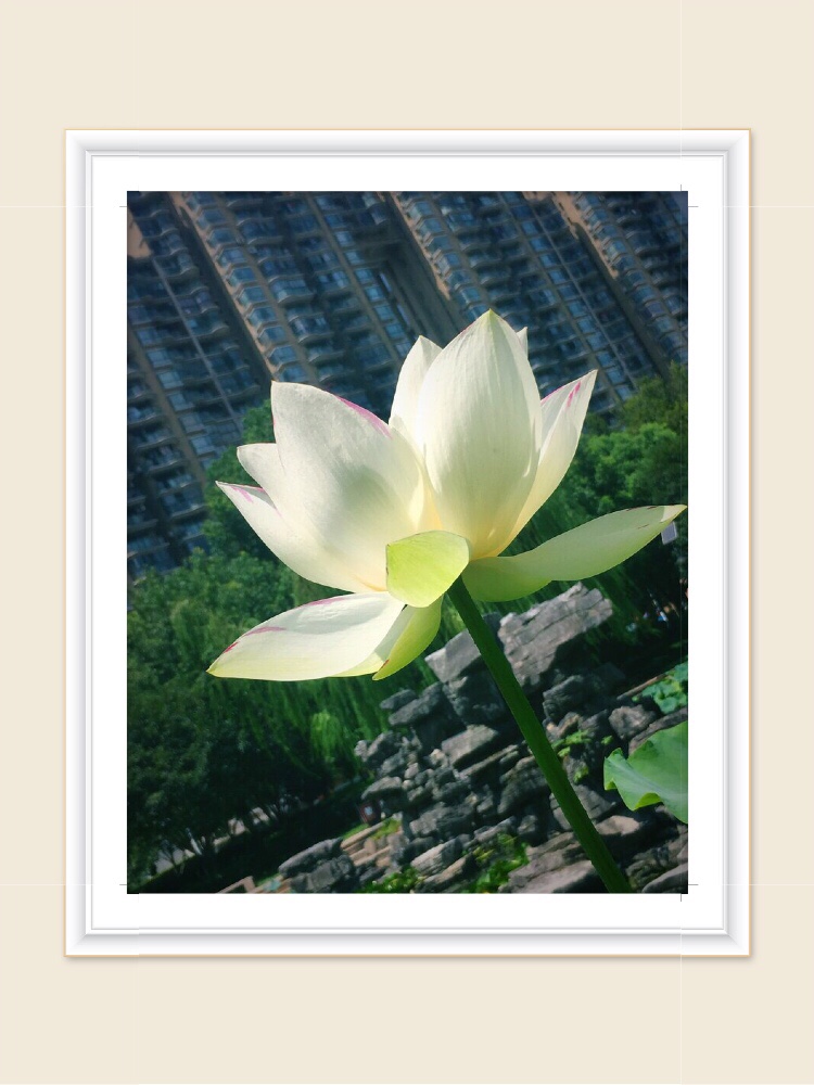秋一朵白荷花2019年9月5日手机随记于回溪公园