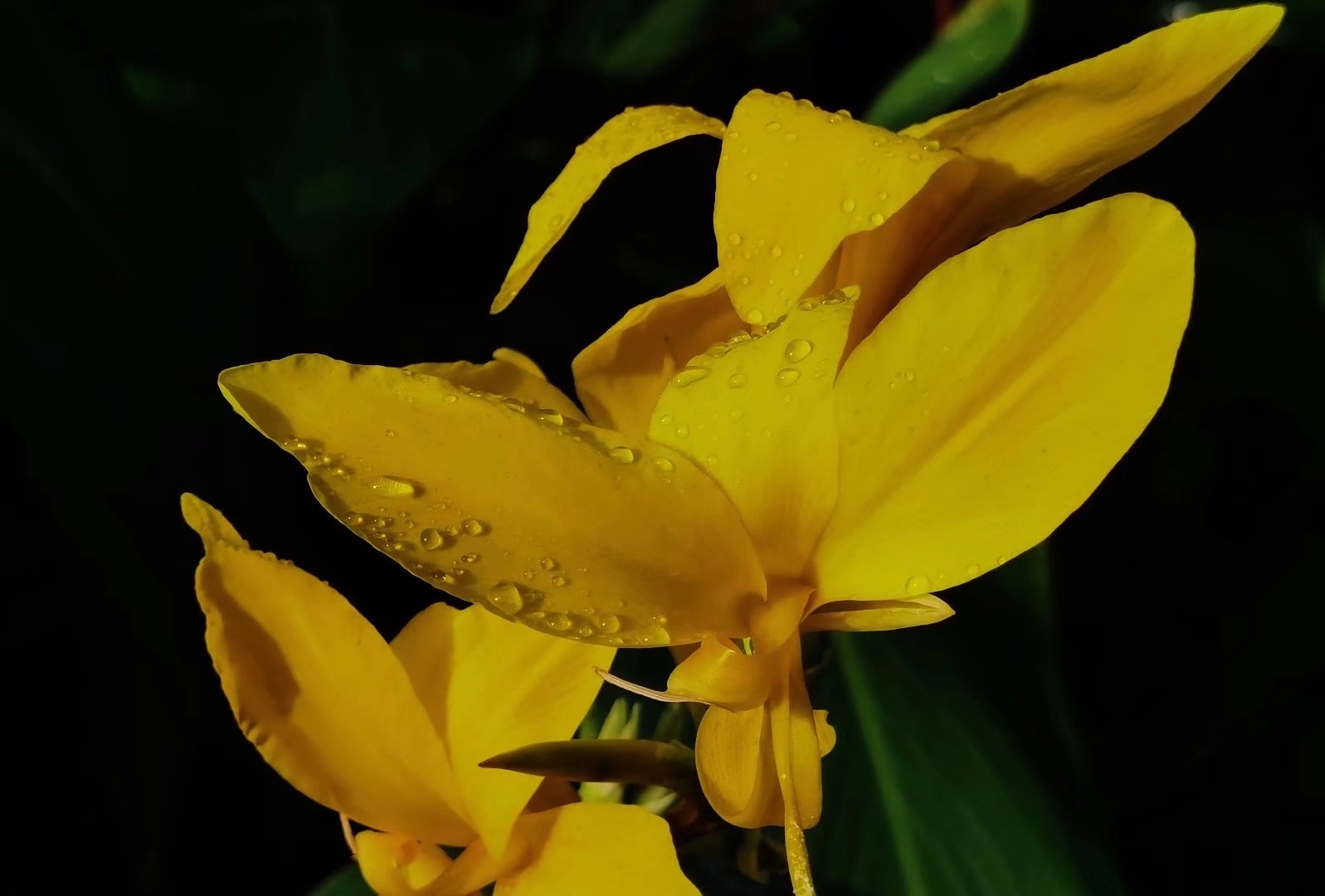 【首发】美人蕉