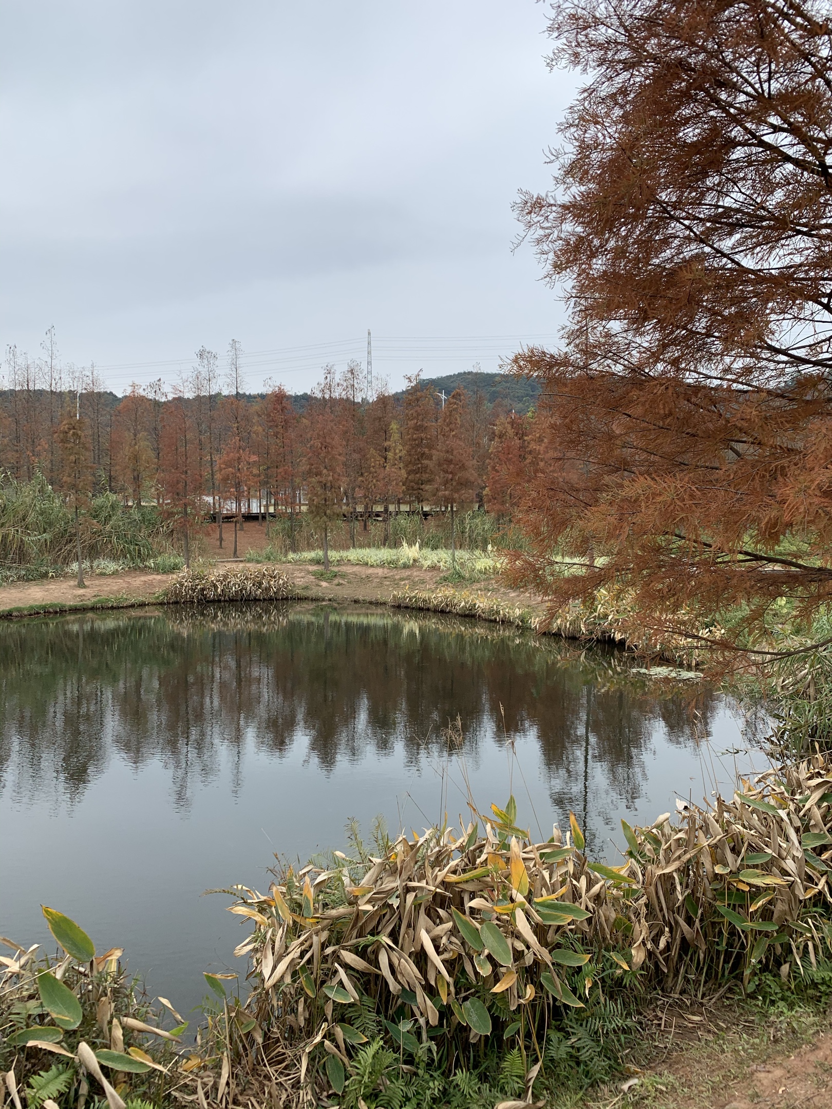 广州大观湿地公园景点图片