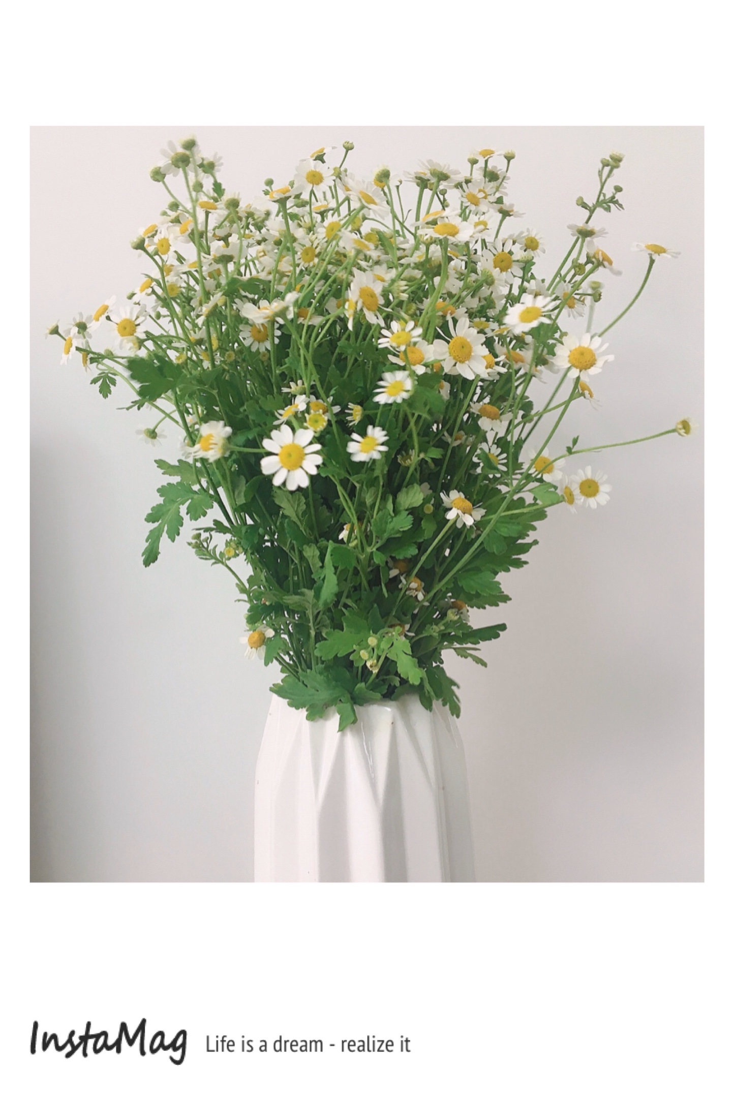 原创:送你一束洋甘菊(杨连妹)