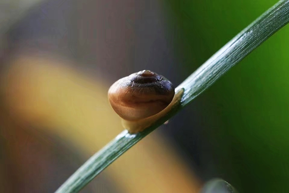 韭菜叶上的小蜗牛