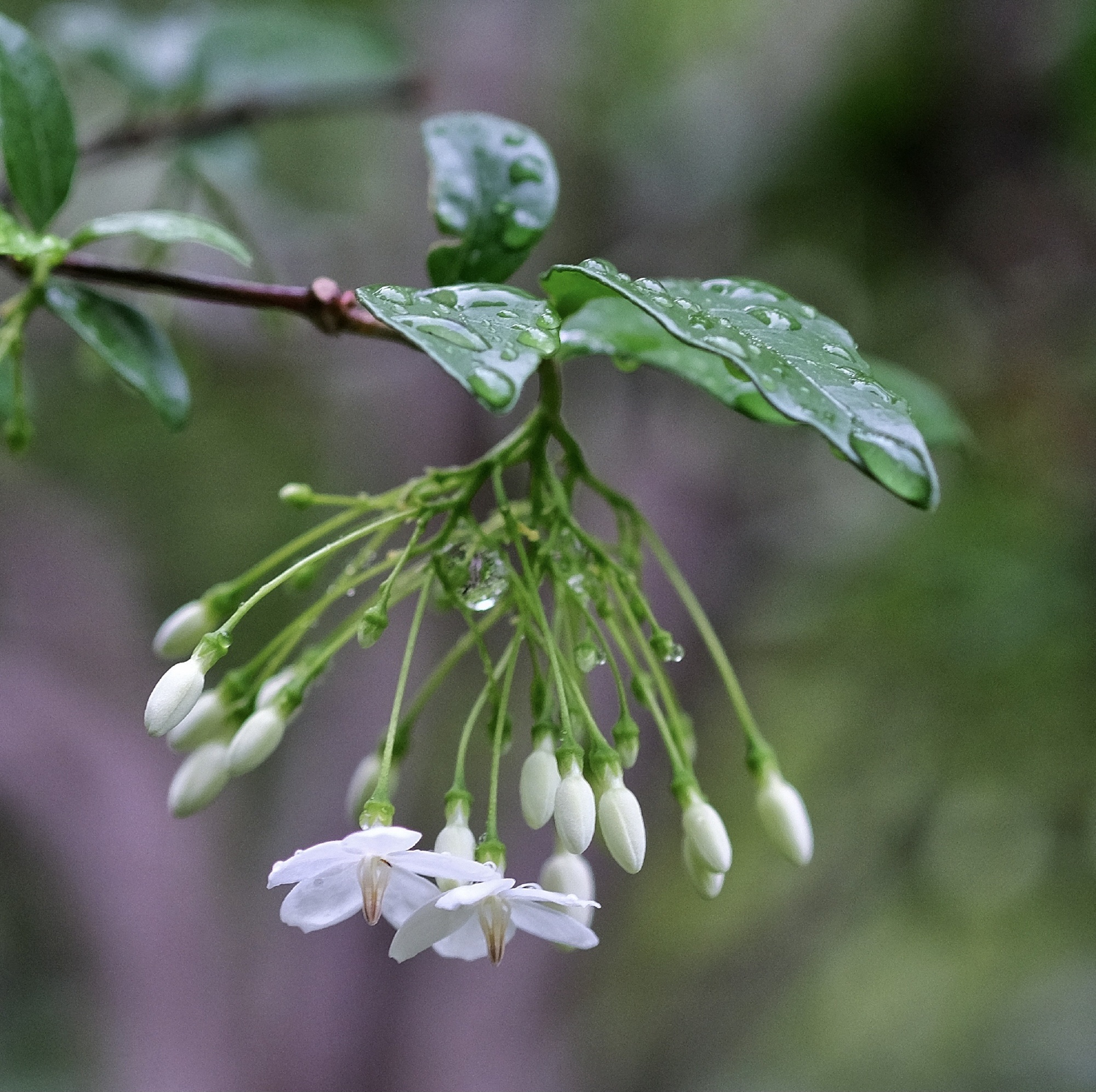 【首发】花城广州～水梅