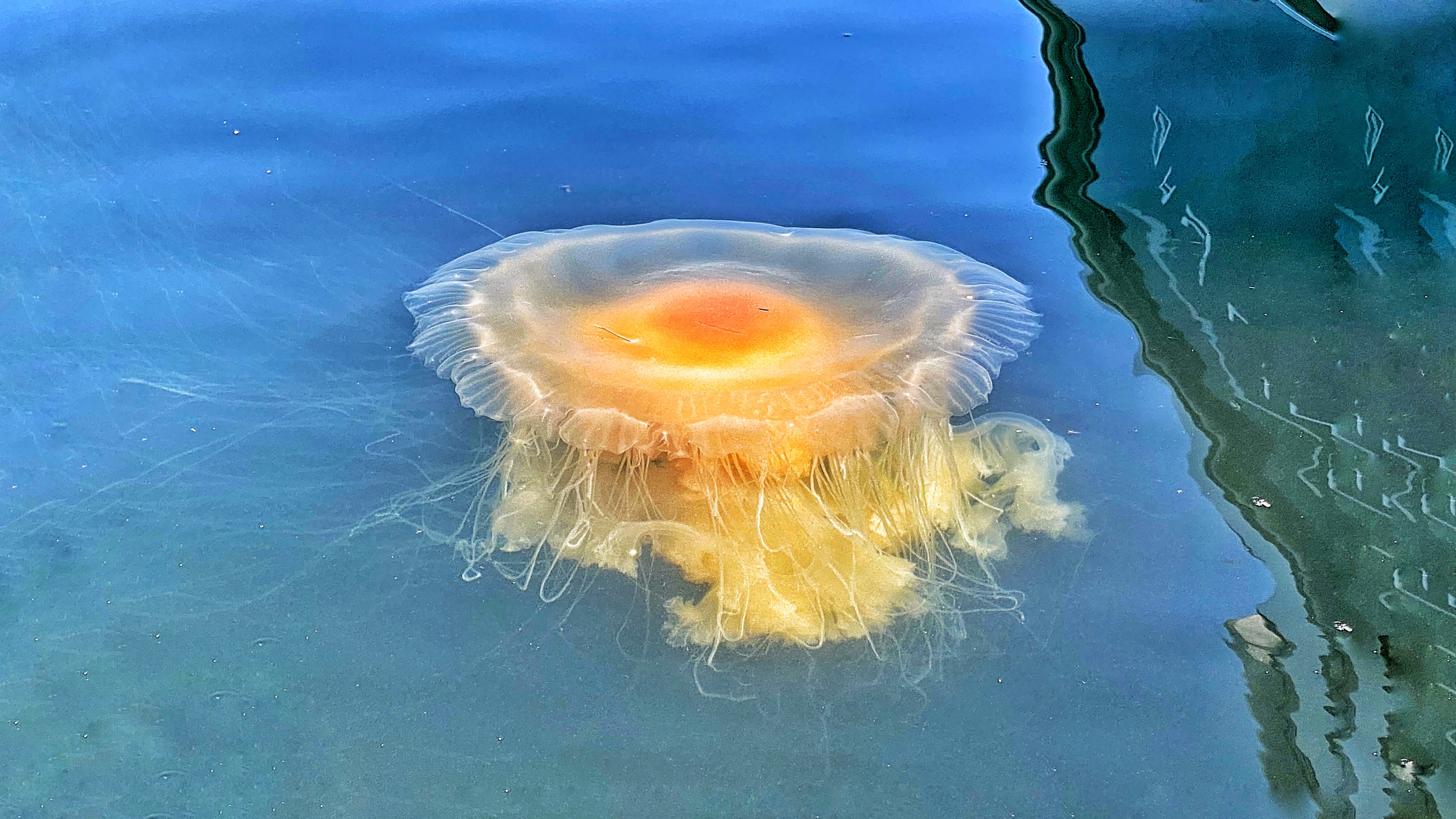 注:《在海边拍摄到的海母》vv音乐首发  郑重声明