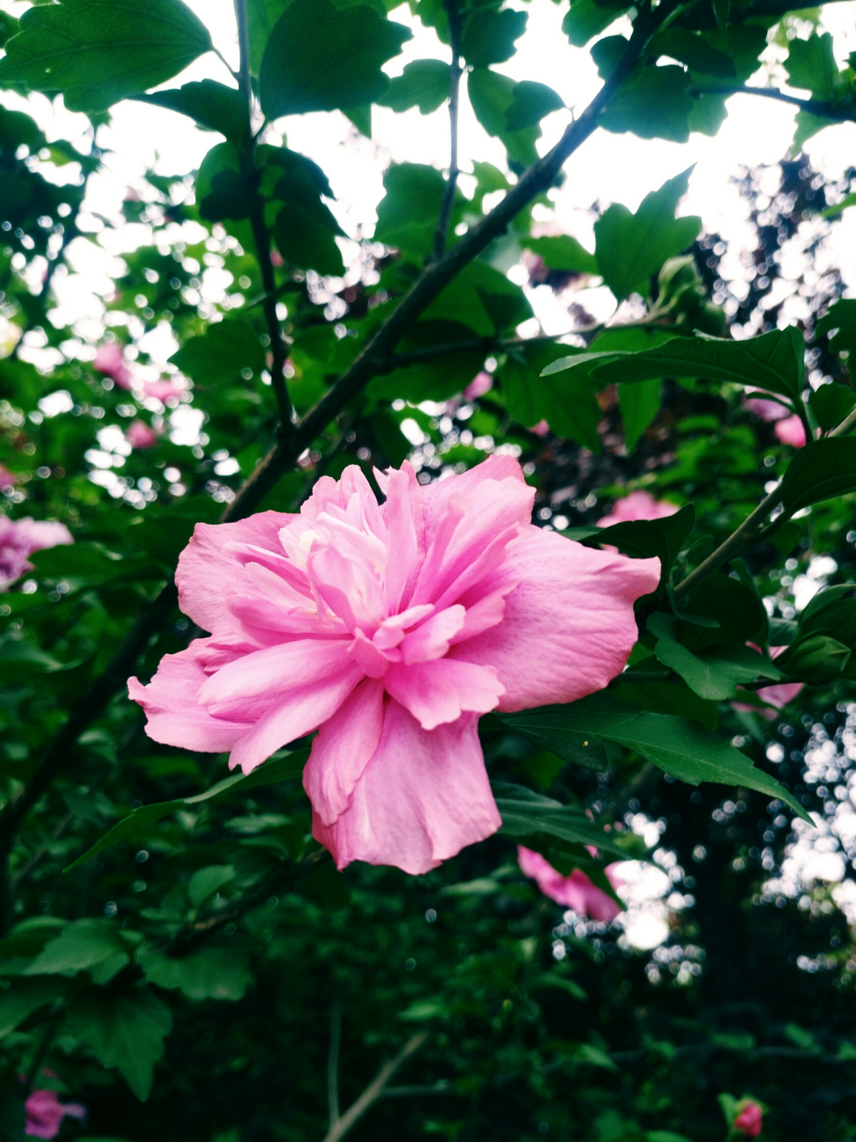 粉紫重瓣木槿(首发)