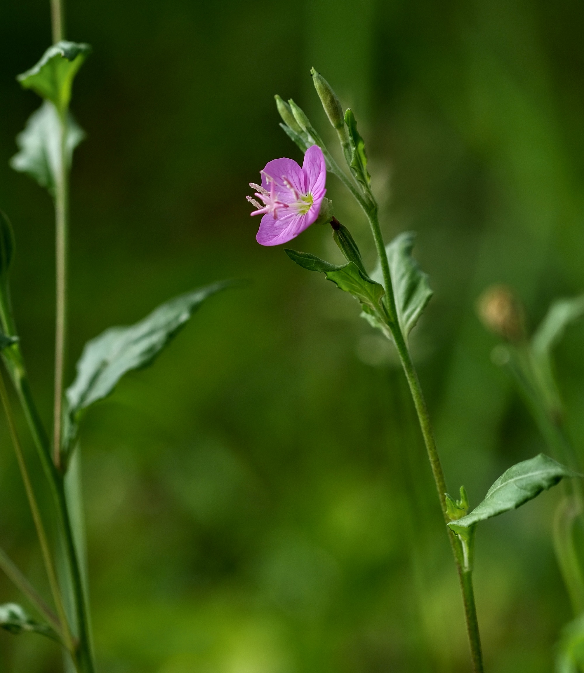 【首发】粉花月见草