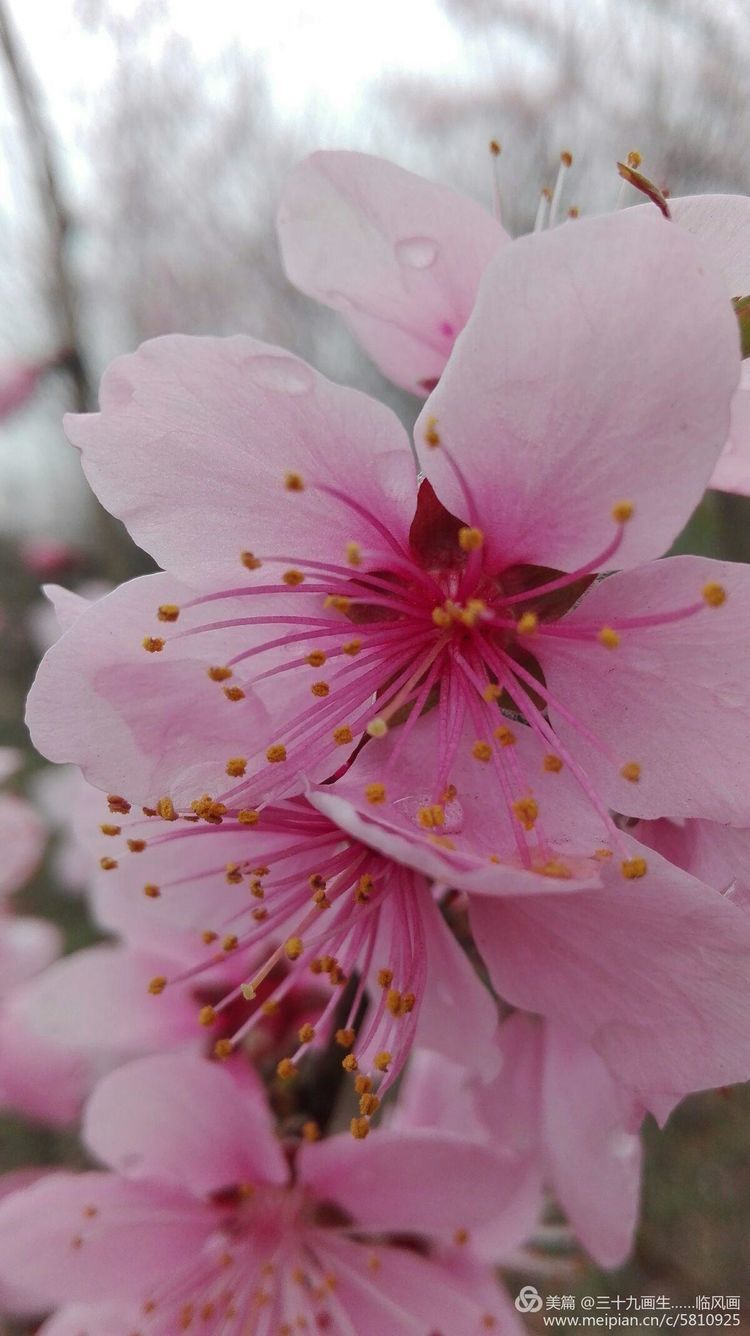 近处的花草树木绿意盈盈油光发亮竟不留一丝的尘埃叶片上不时滑落的一