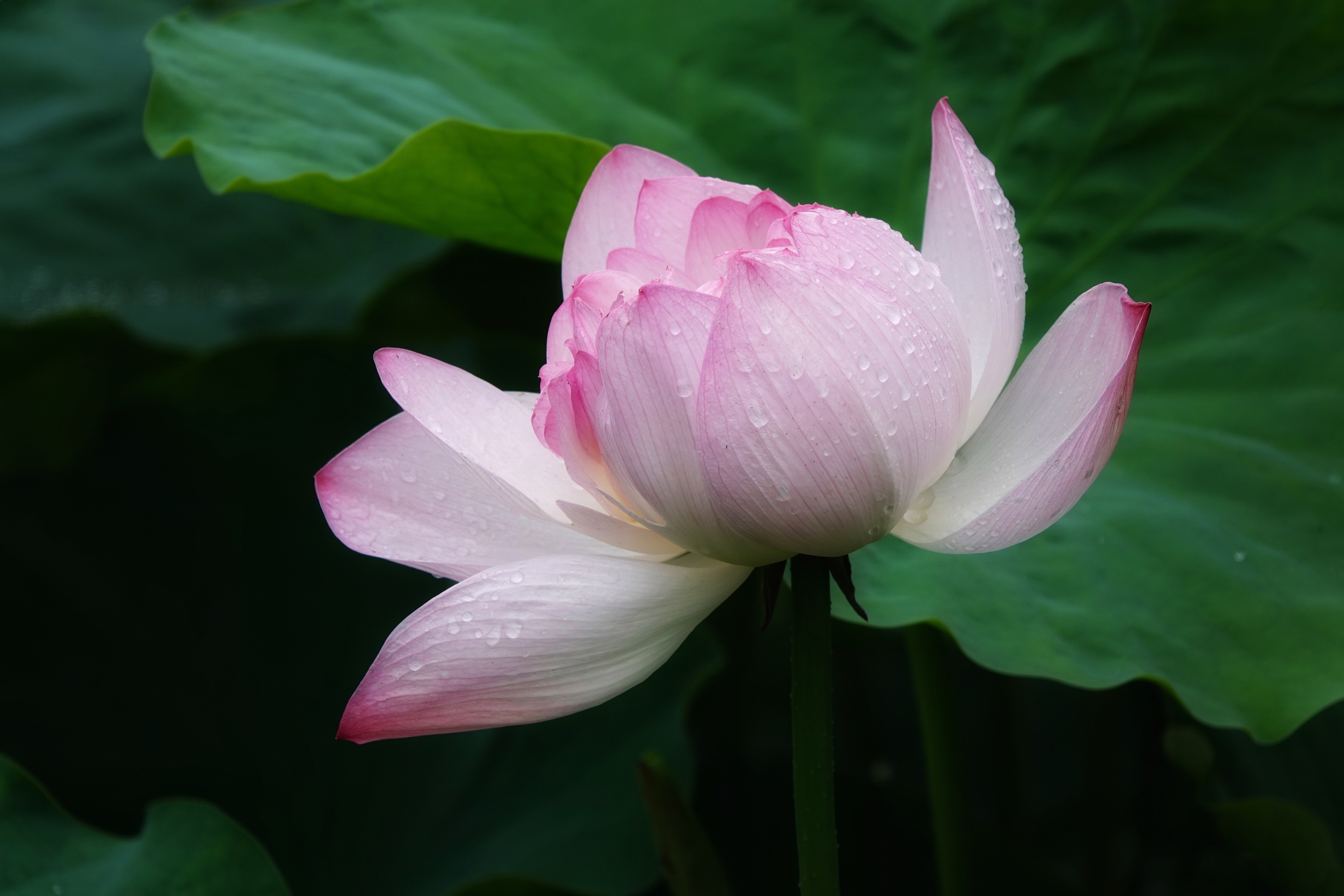 拍摄制作:曦月 诗词创作:王广林 含羞含姣,清水芙蓉窈窕 碧池边 莲叶