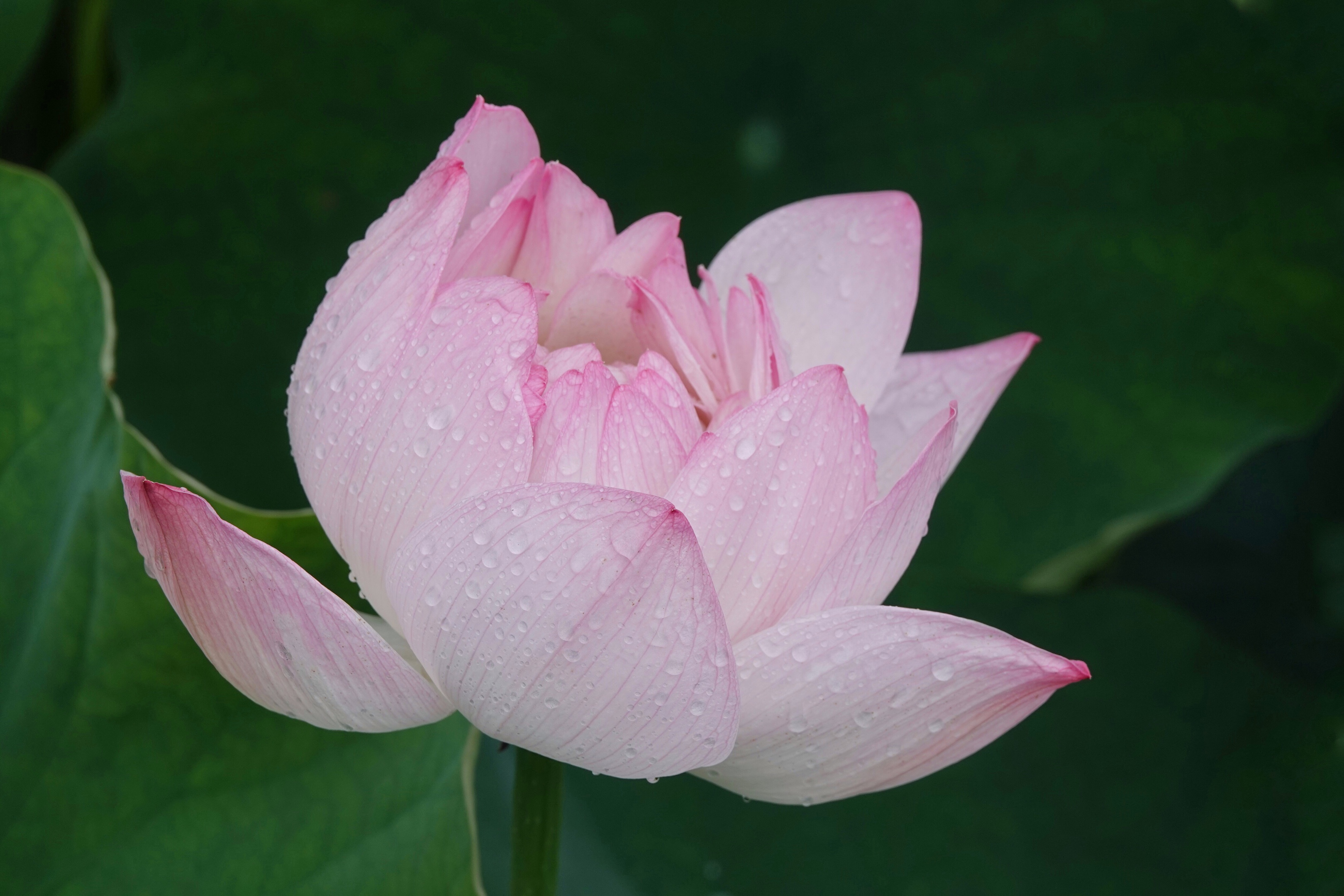 拍摄制作:曦月 诗词创作:王广林 含羞含姣,清水芙蓉窈窕 碧池边 莲叶