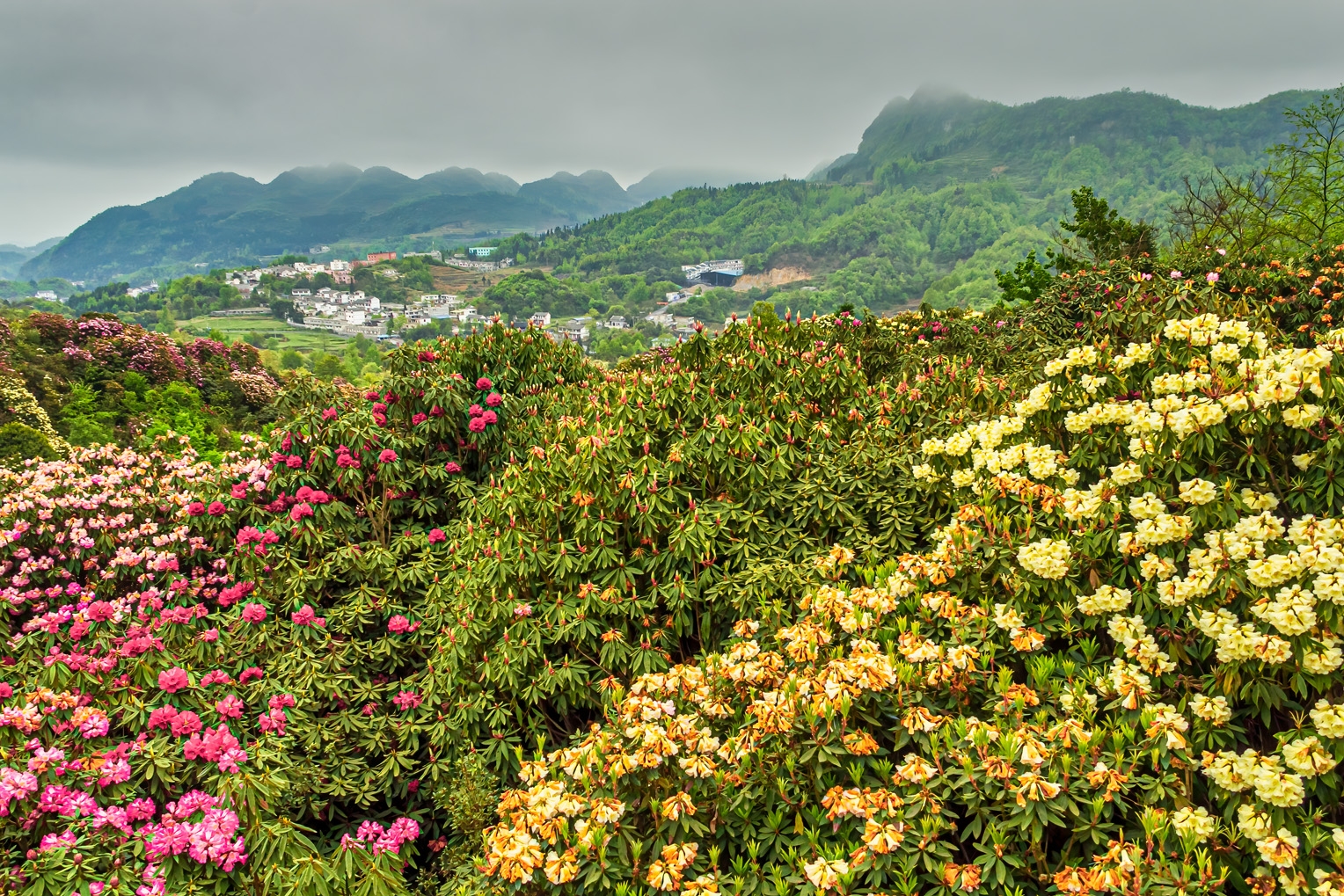 毕节百里杜鹃花海