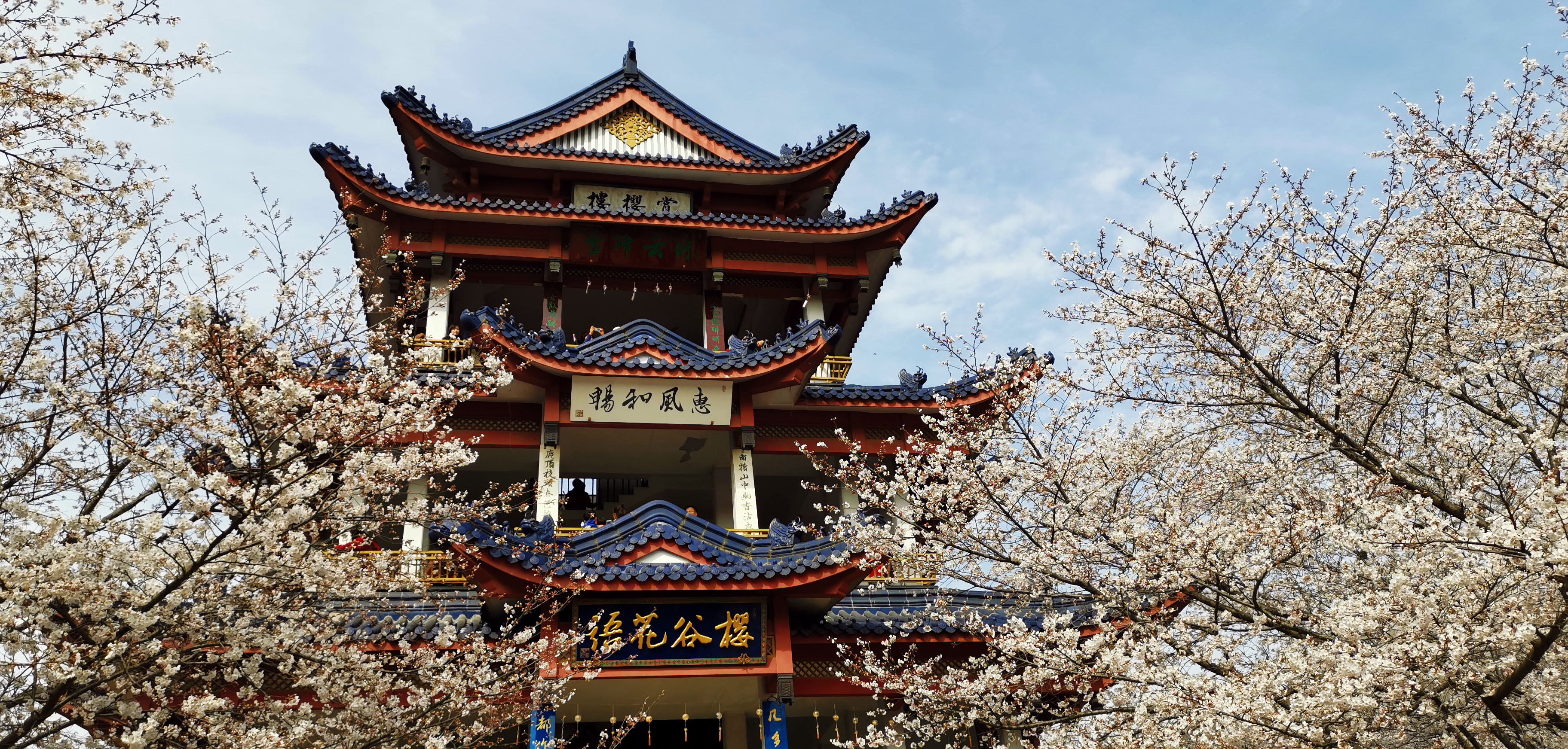 漫天的粉色足以撩起你满满的少女心,衬上蓝天白云,古典的江南雅筑,更