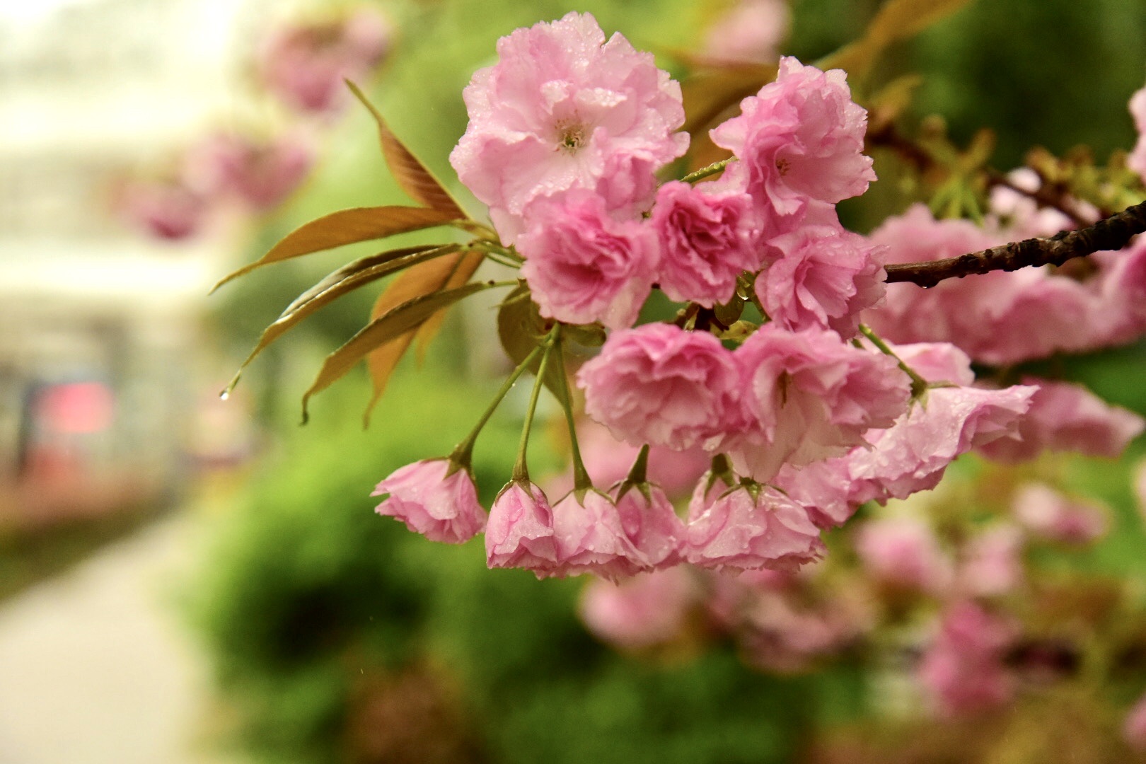 櫻花千姿百態,聖潔如百合,清純於荷花,絢