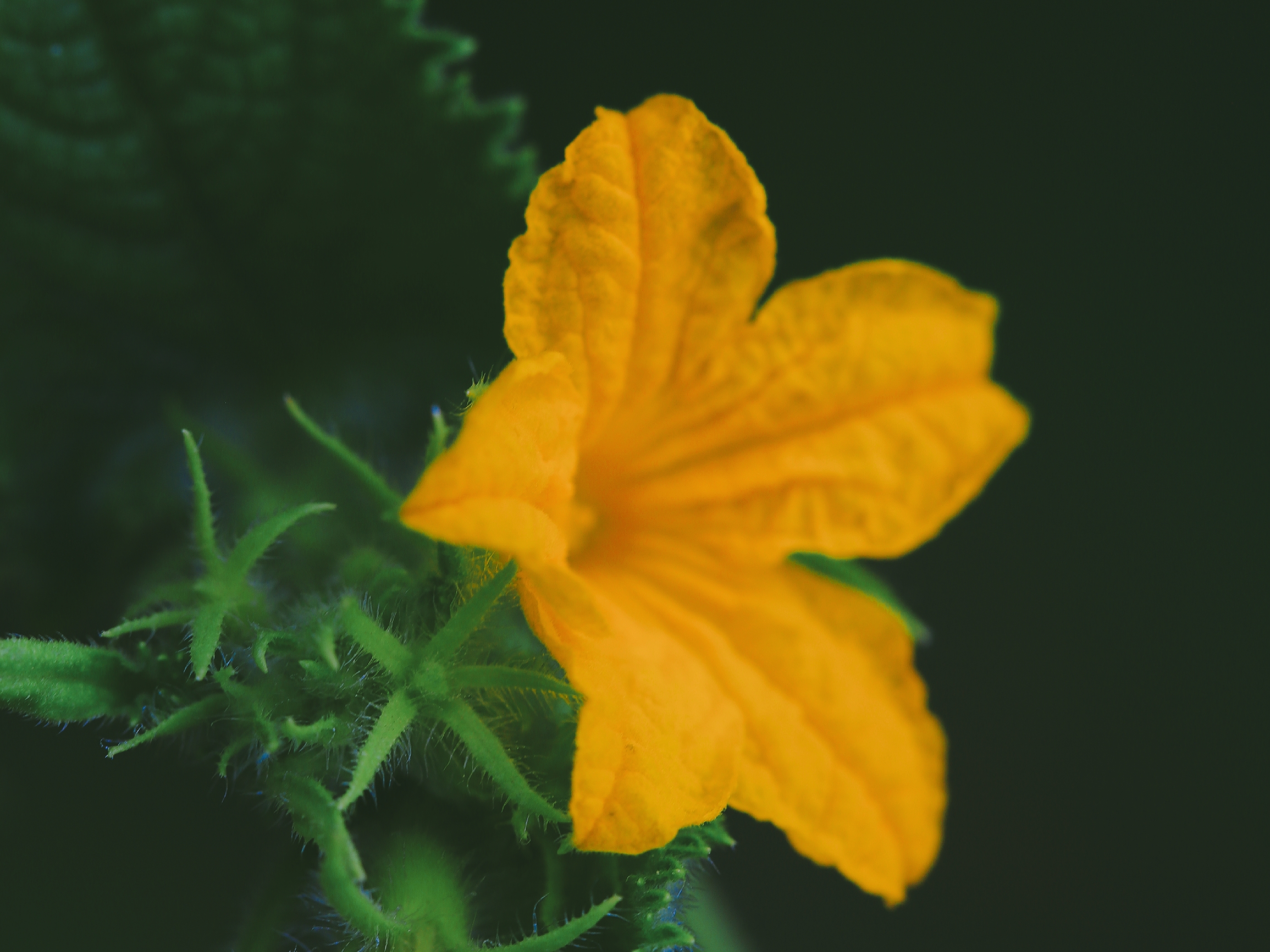 【首发】娇小别致的花 ——黄瓜花