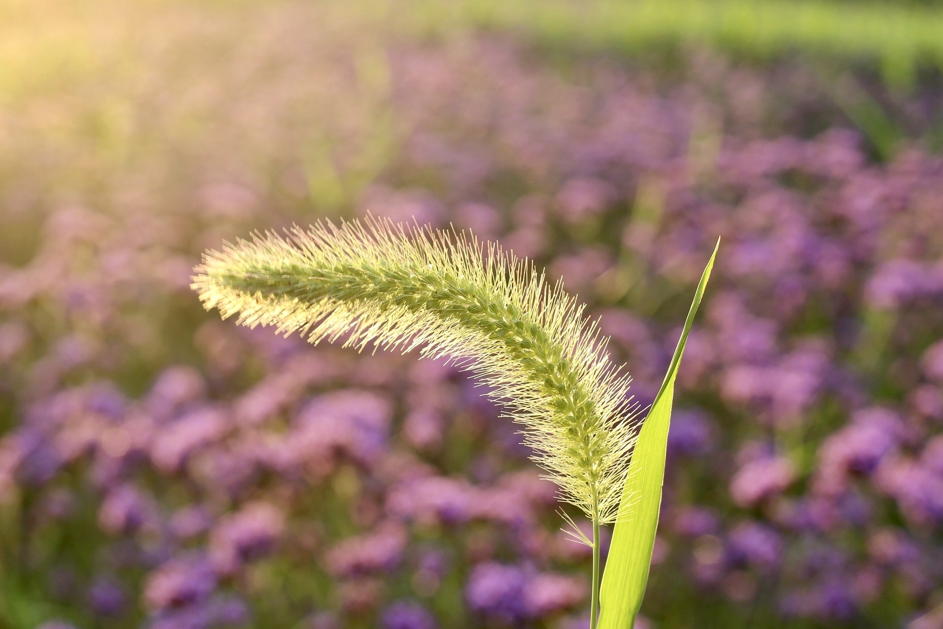 【首發】狗尾巴花(三)