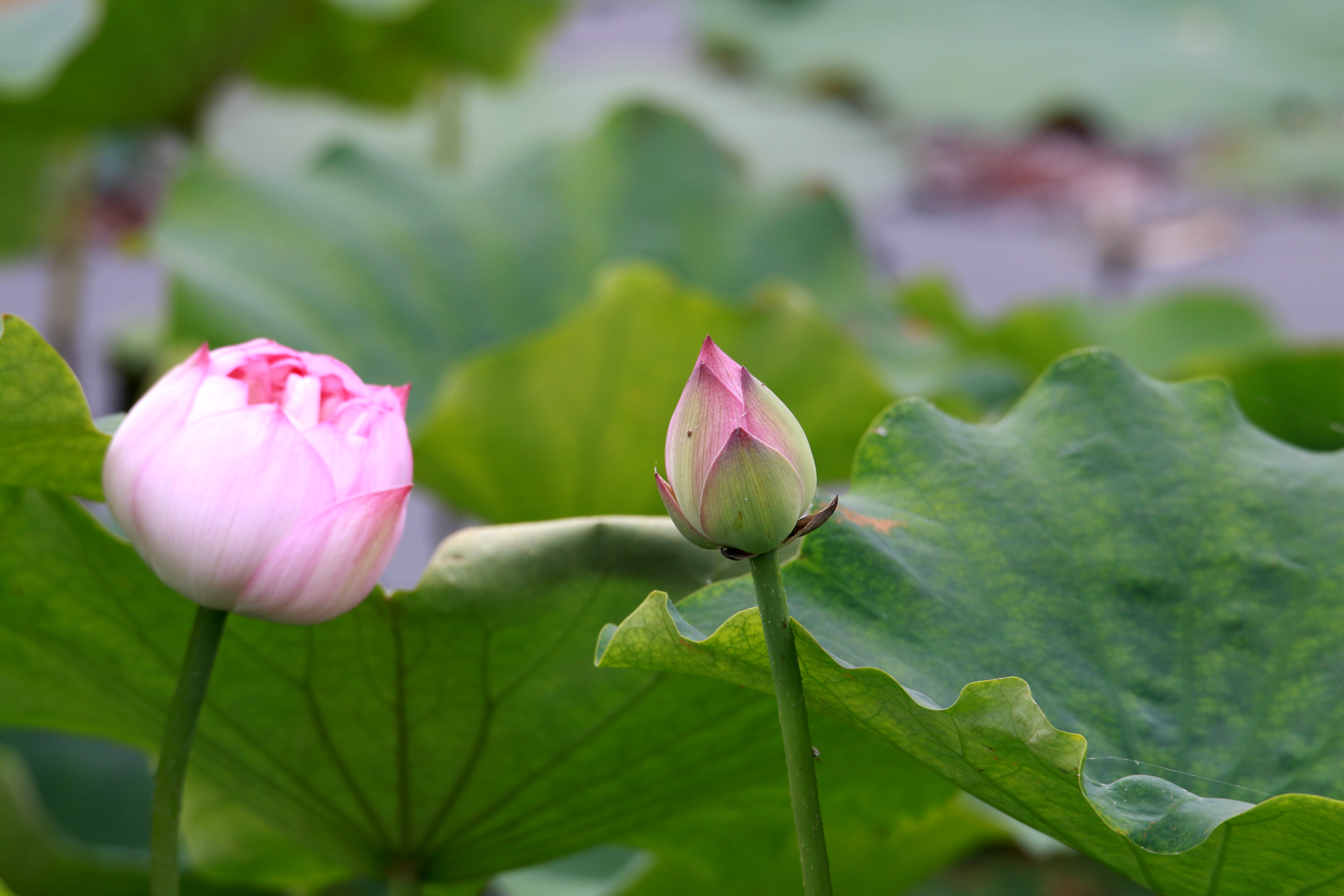 荷叶罗裙一色裁芙蓉向脸两边开