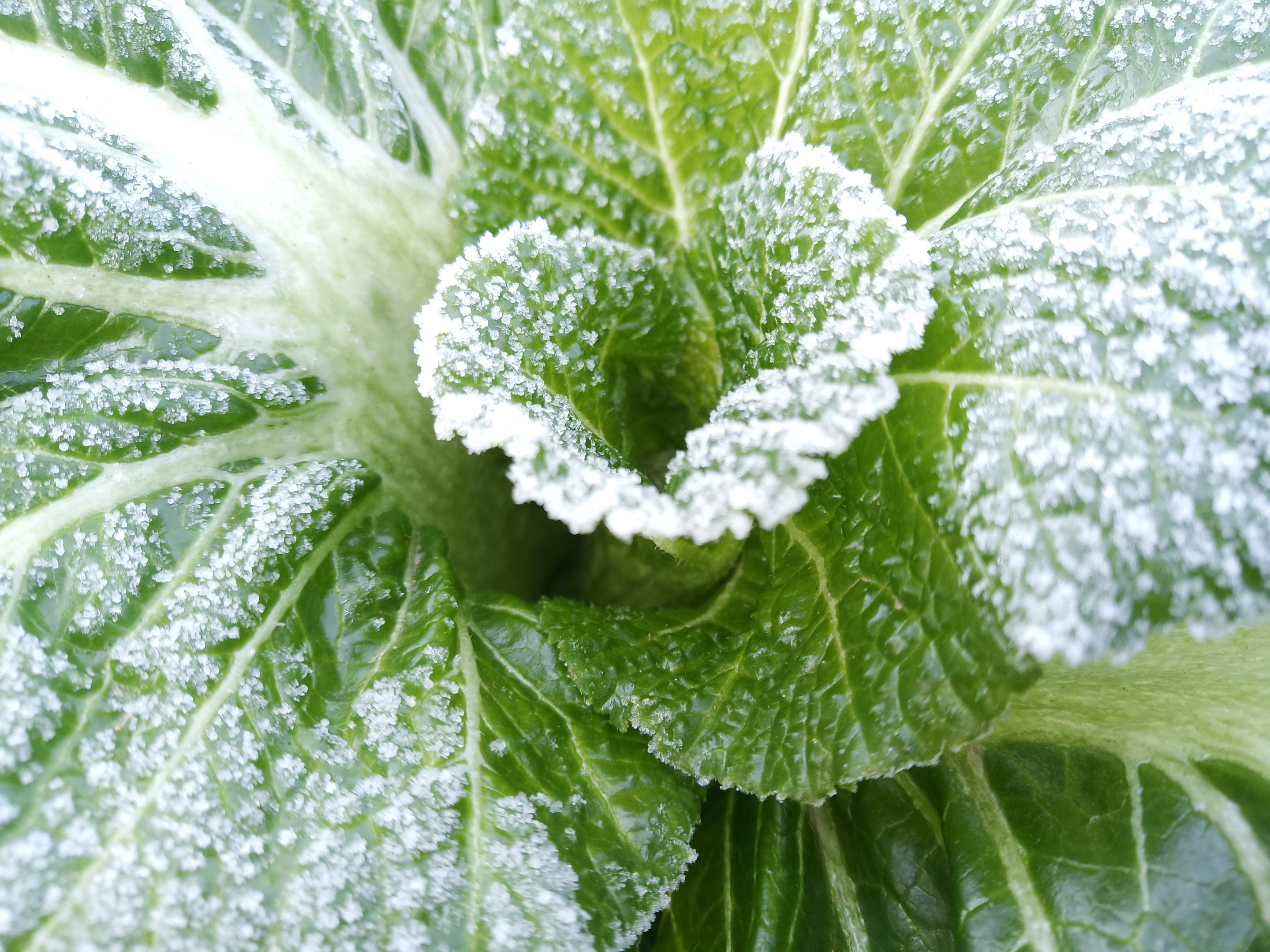 菜园的青菜打霜了【首发】