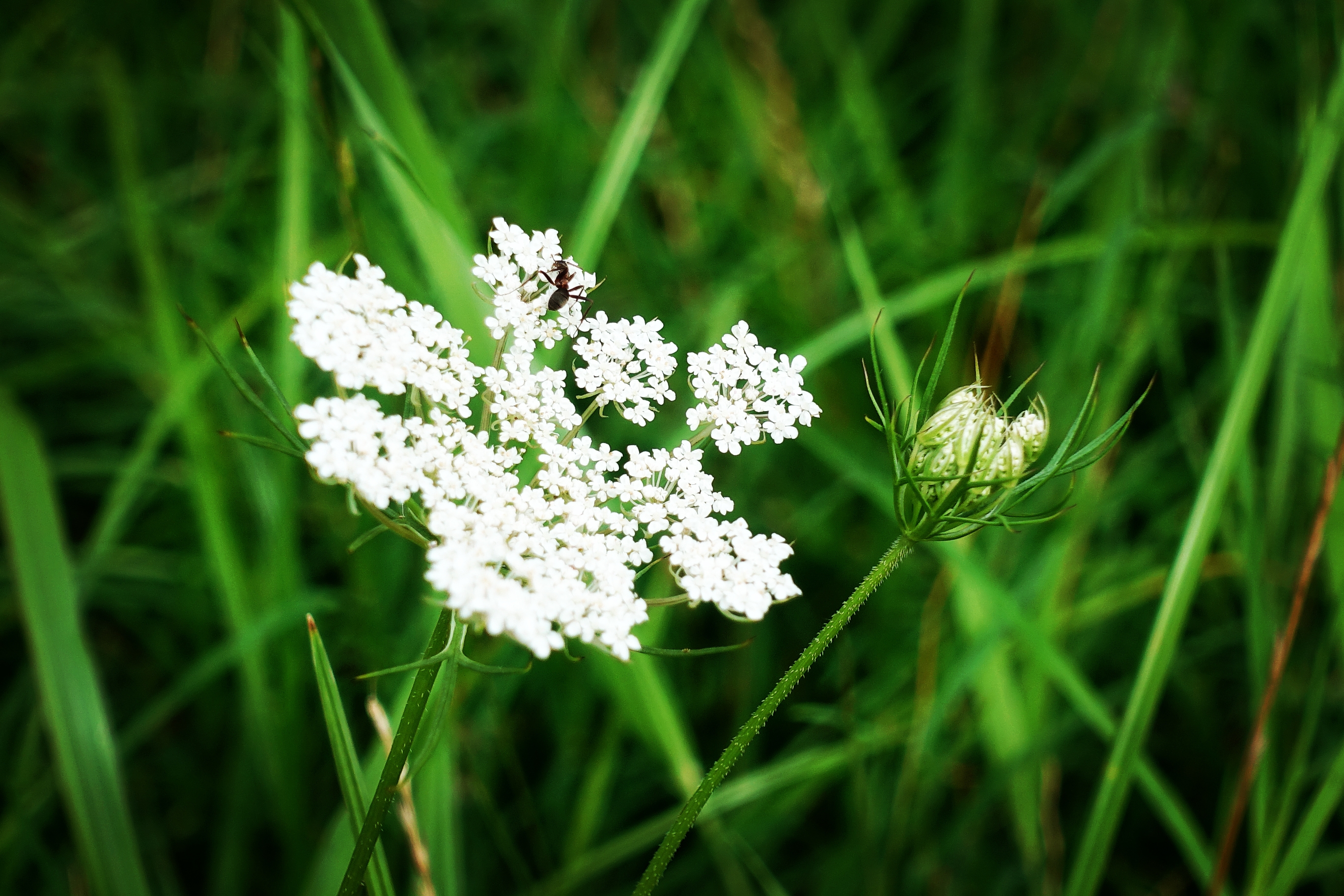 【首发】野胡萝卜