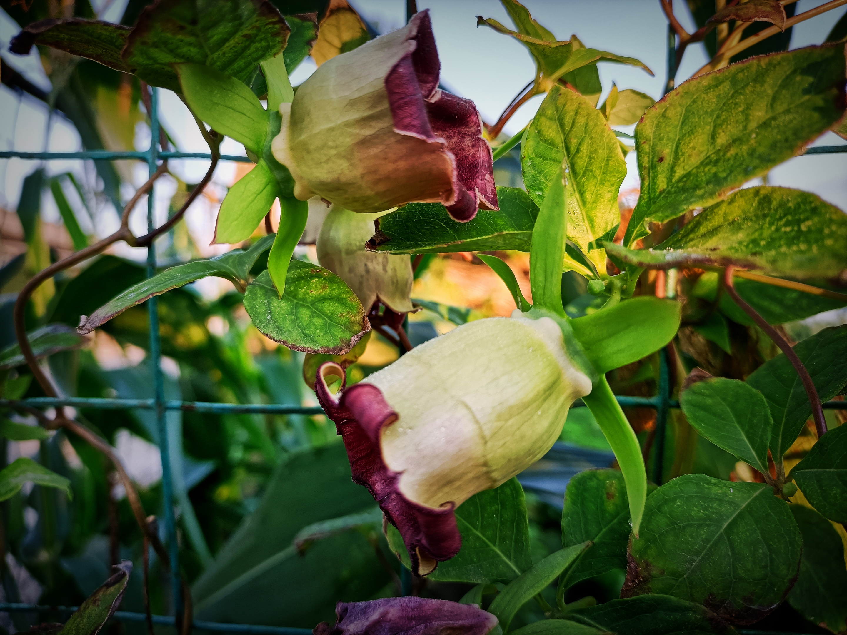 北沙参花(原创首发)
