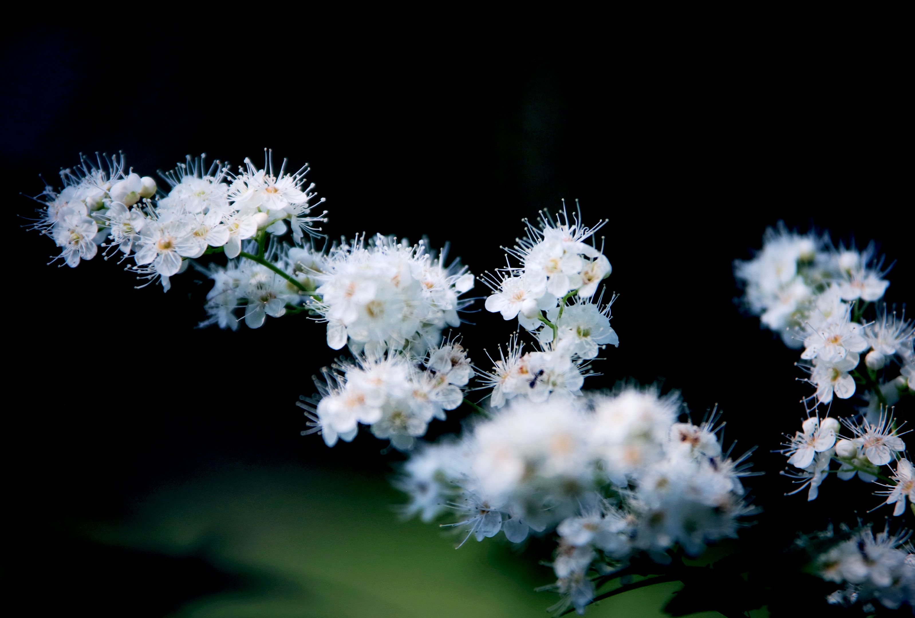 【首发】秋日里的珍珠梅