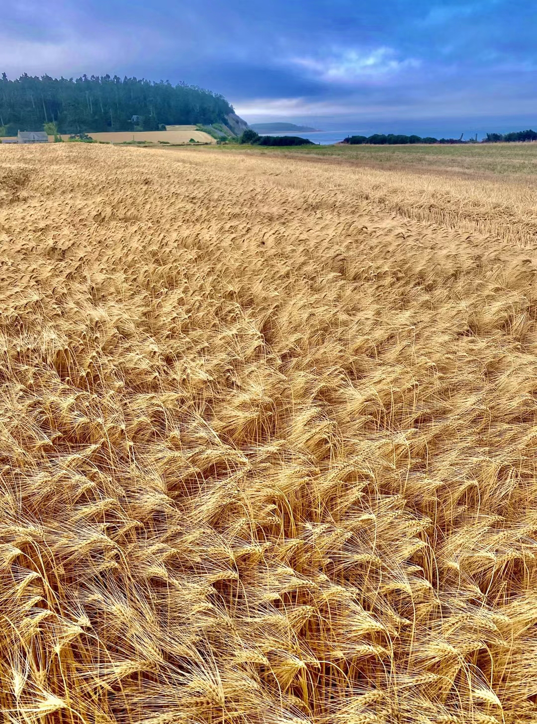 麦浪滚滚,又要到丰收的季节《首发》