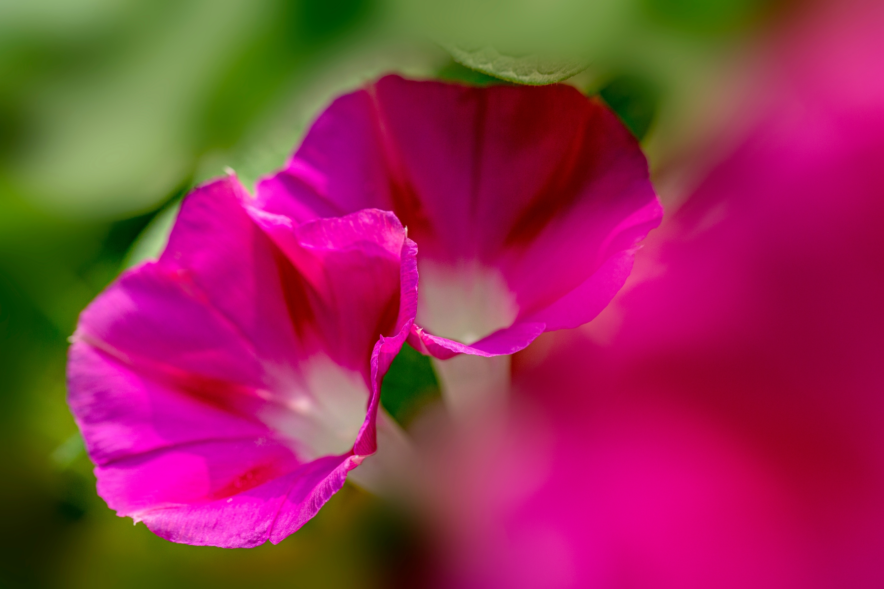 【vv首发】喇叭花开