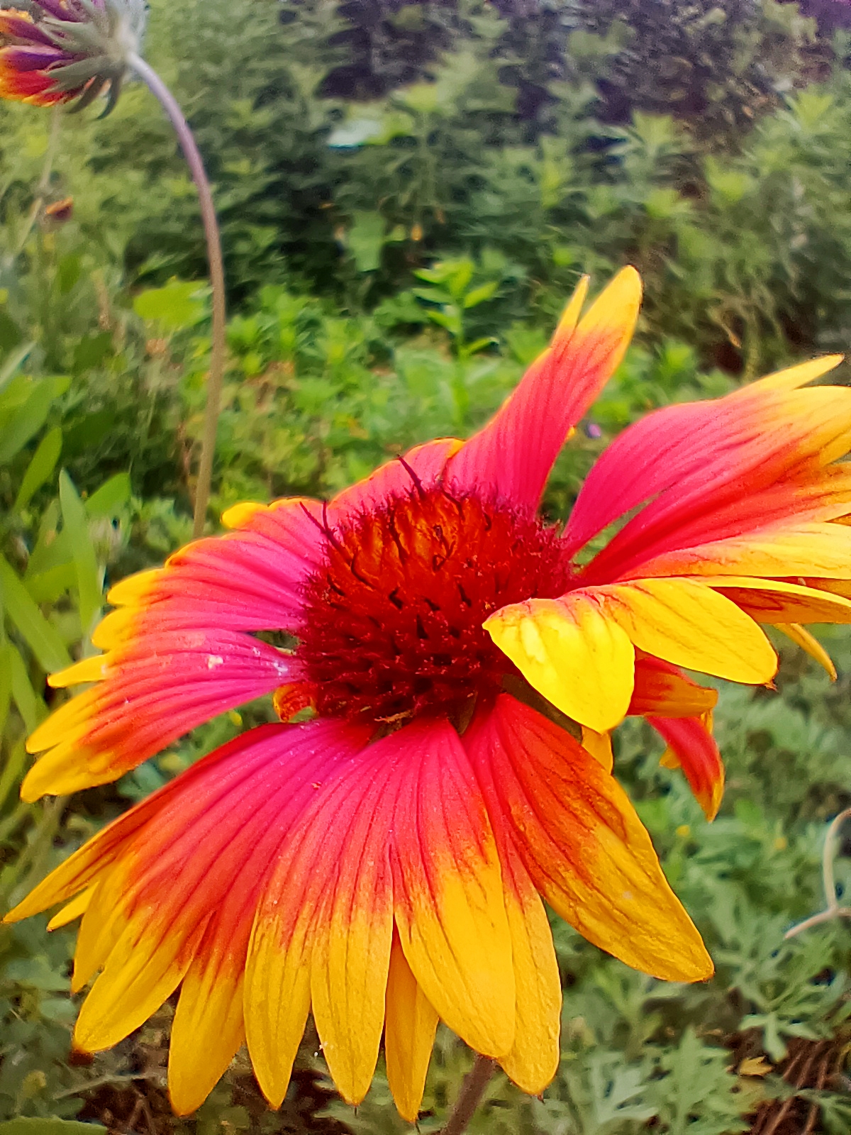 【首发】无人菊