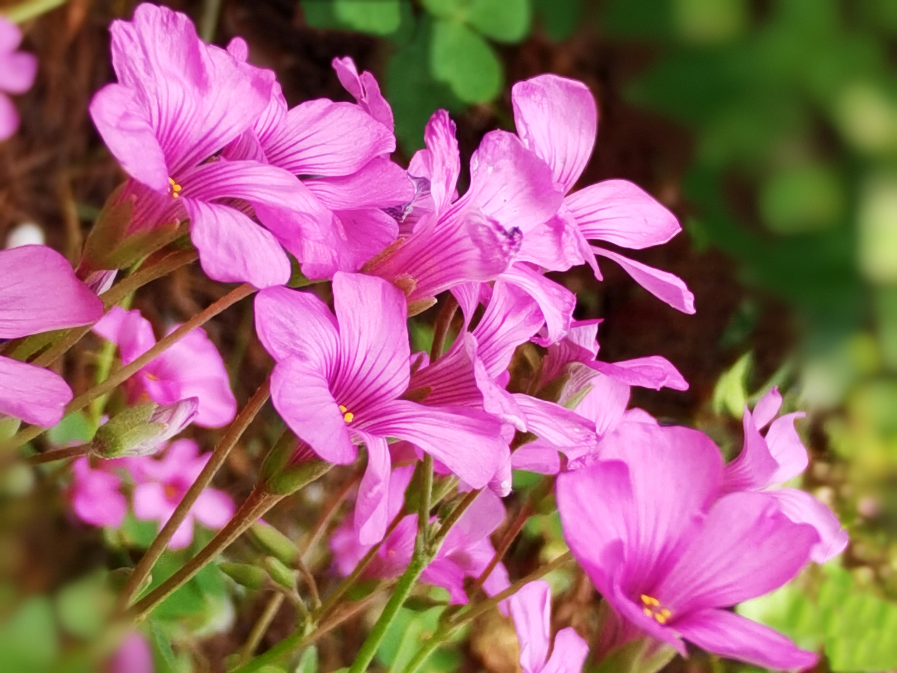 小花酢浆草在阳光下绽放着美丽,朵朵小花如孩子般的笑脸,粉粉嫩