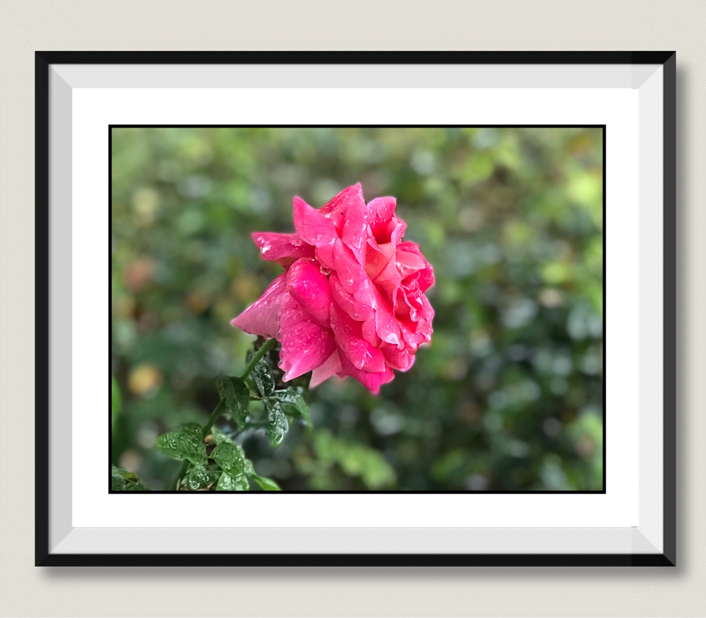 【首发】浅秋月季花(2)