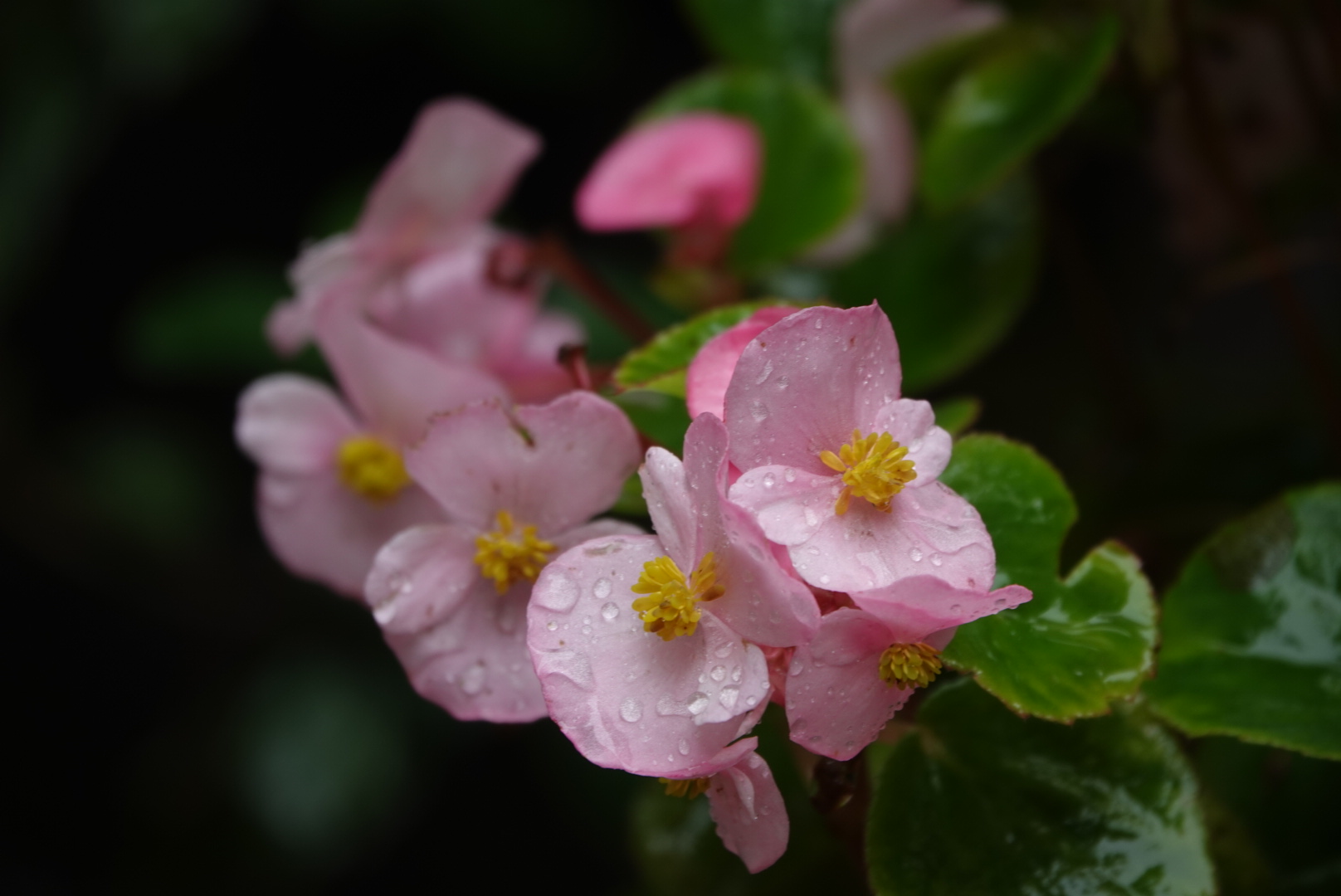 美丽的玻璃海棠